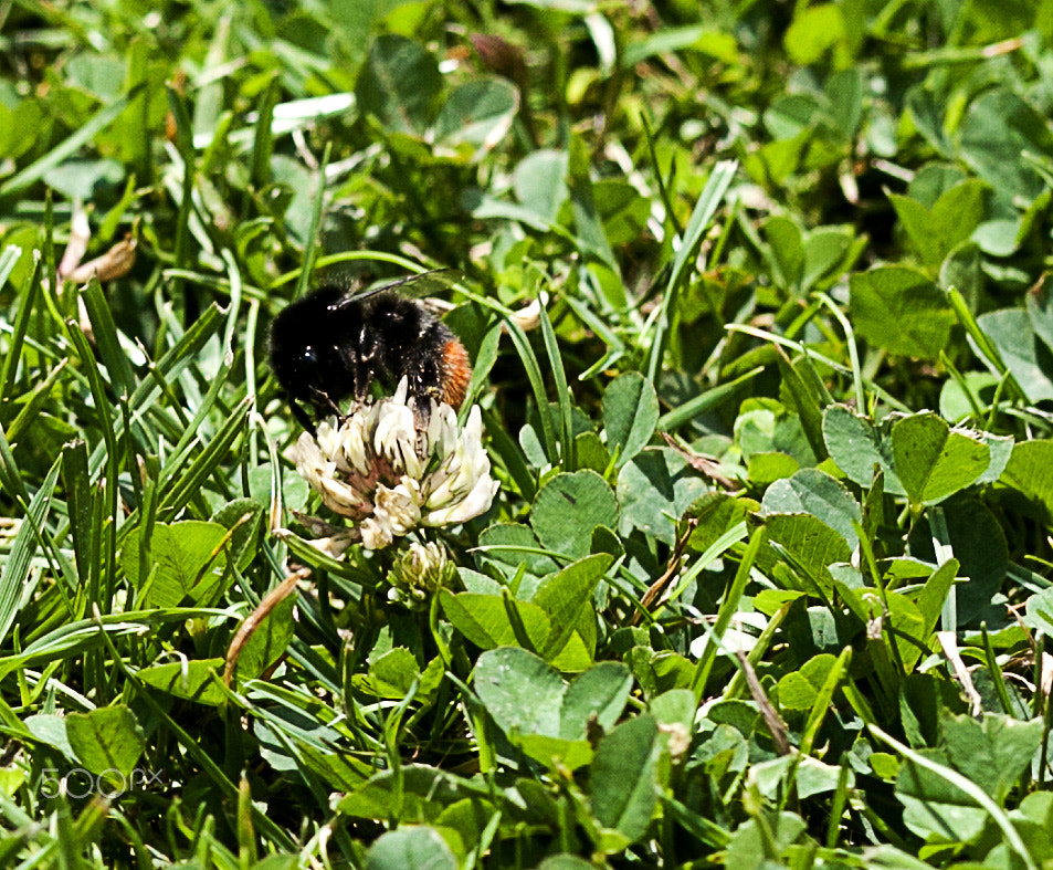 Sigma 105mm F2.8 EX DG OS HSM sample photo. Bee on clover photography