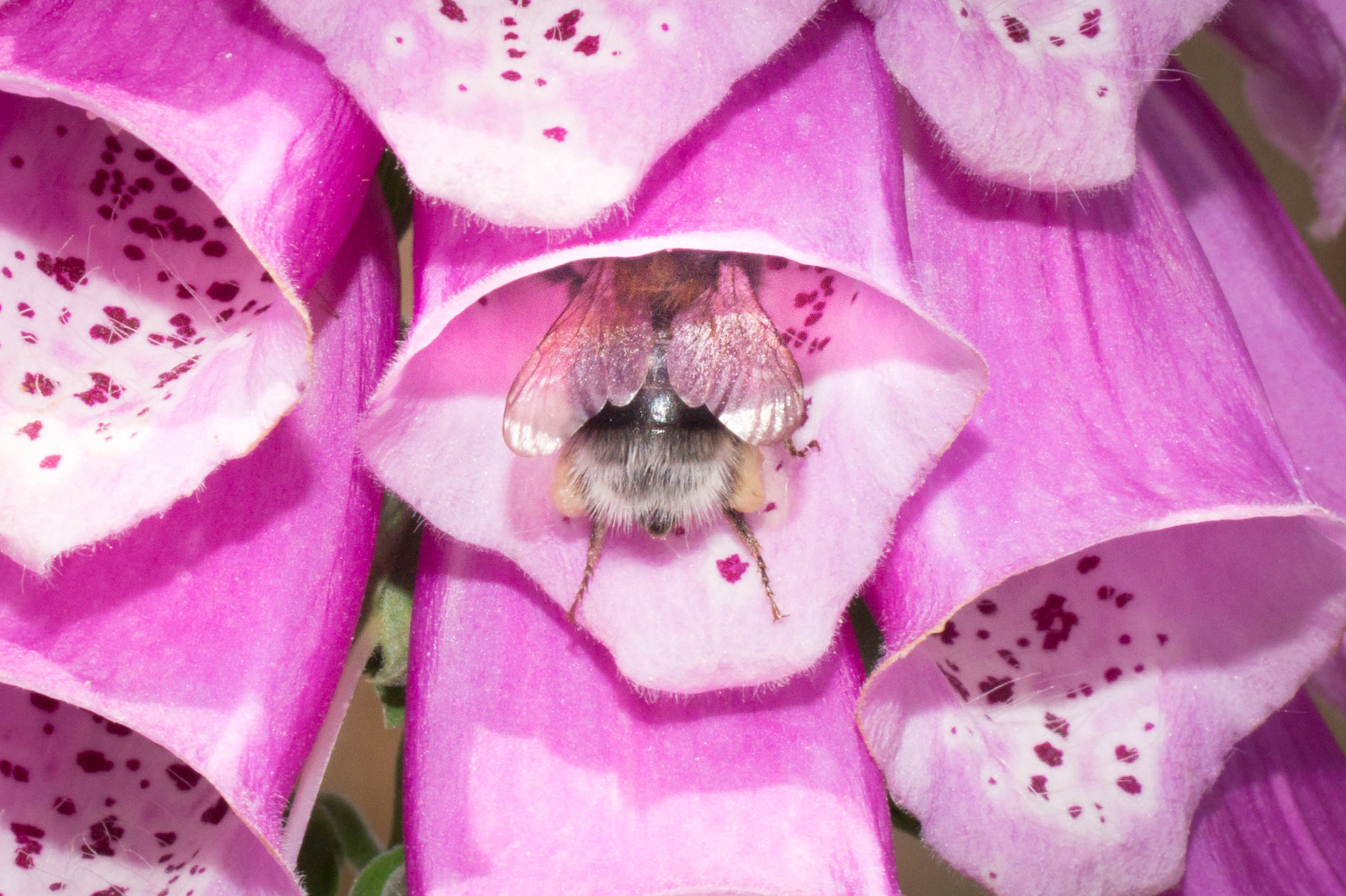 Tamron SP AF 90mm F2.8 Di Macro sample photo. Where the bee sucks photography