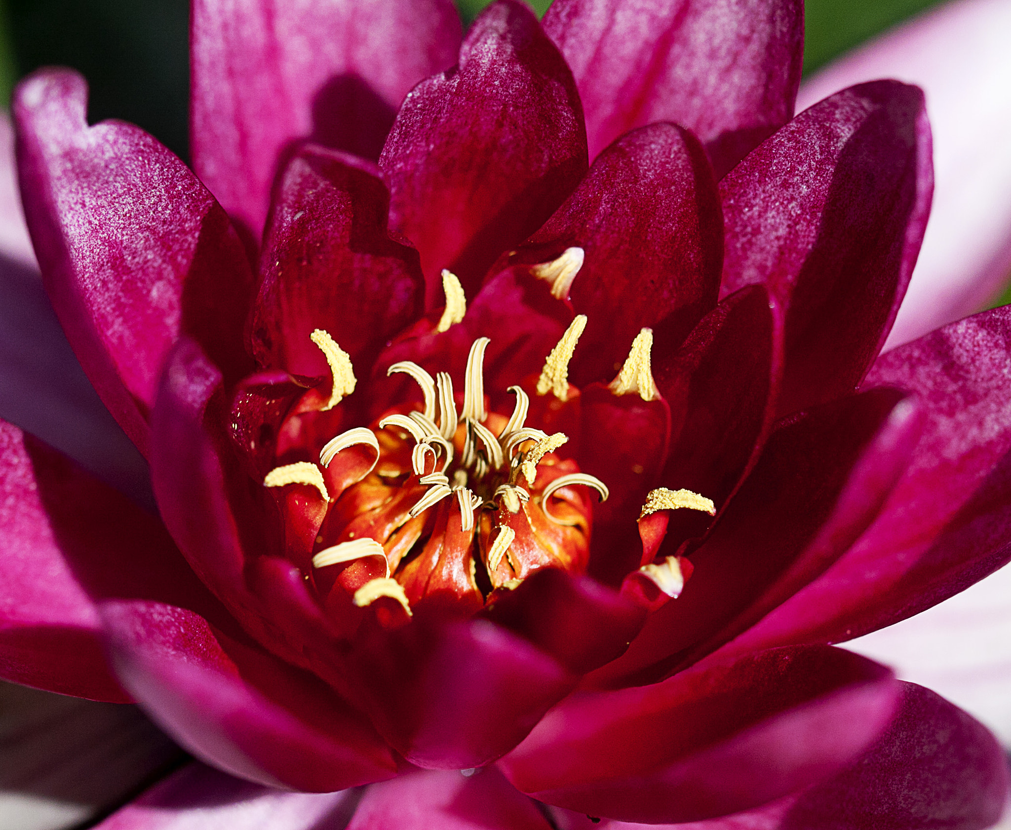 Sigma 105mm F2.8 EX DG OS HSM sample photo. Waterlily photography