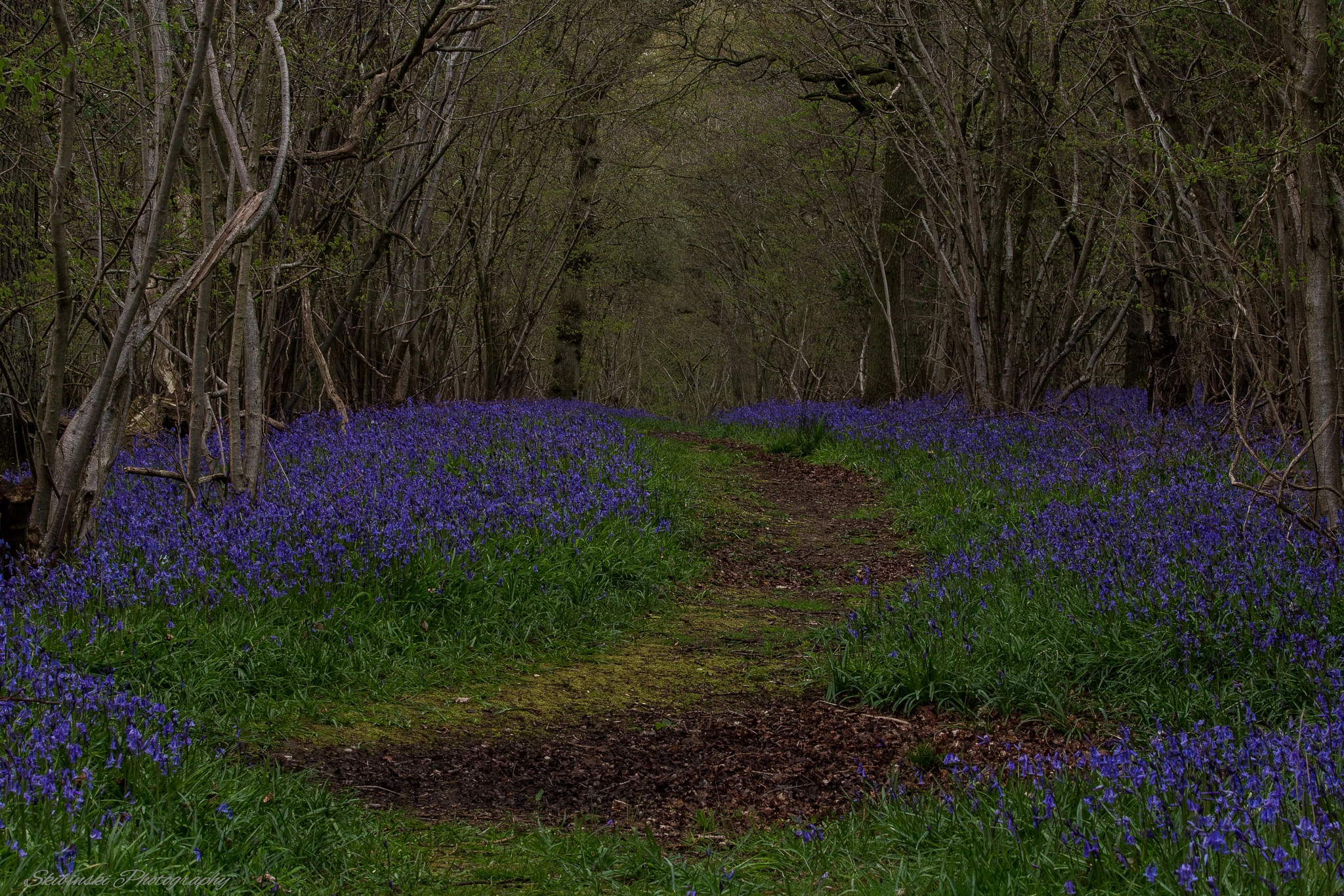 Canon EOS 100D (EOS Rebel SL1 / EOS Kiss X7) + Canon EF 70-200mm F4L IS USM sample photo. Bluebell tunel photography