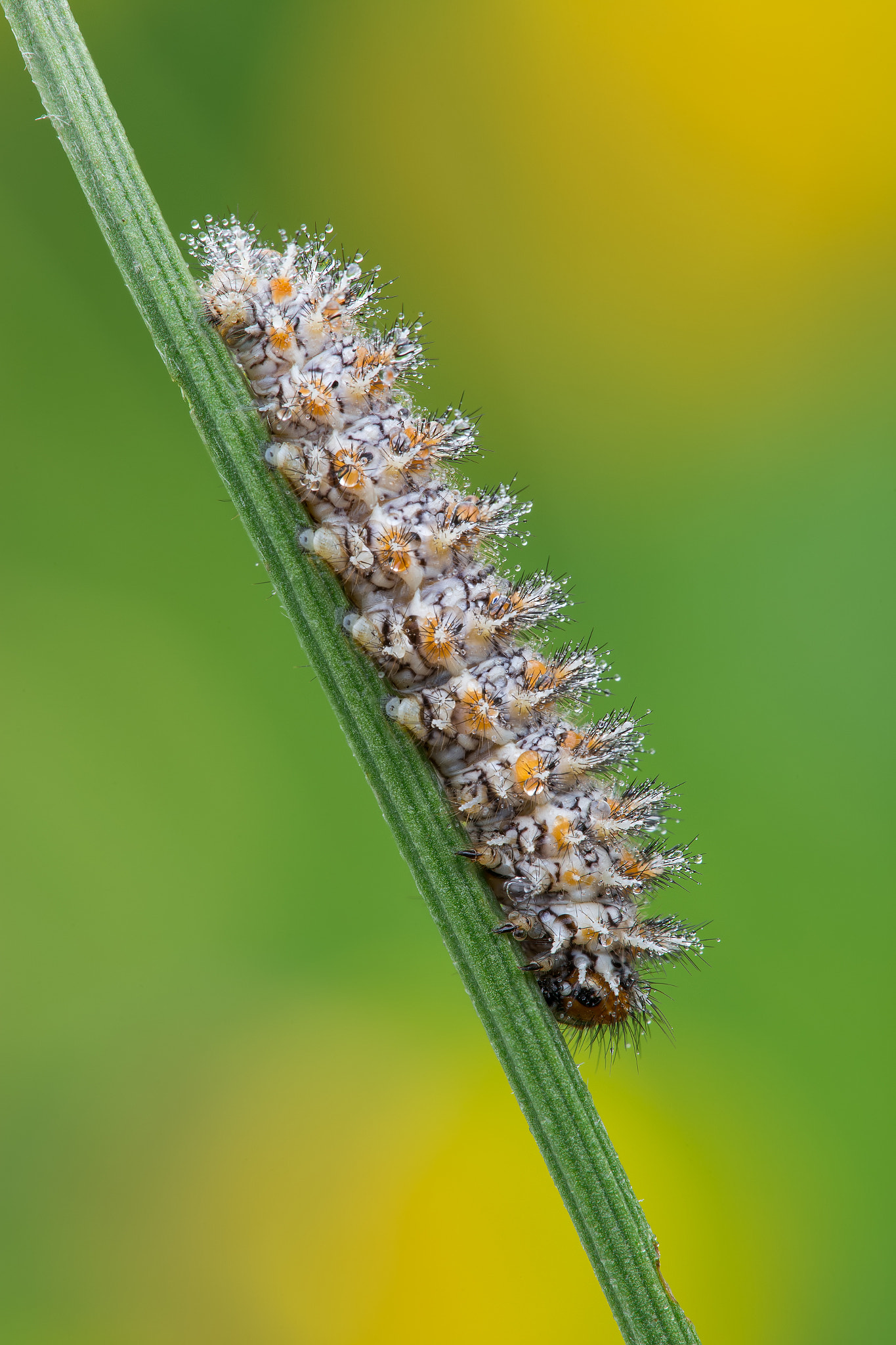 Canon EF 180mm F3.5L Macro USM sample photo. Melitaea didyma caterpillar photography