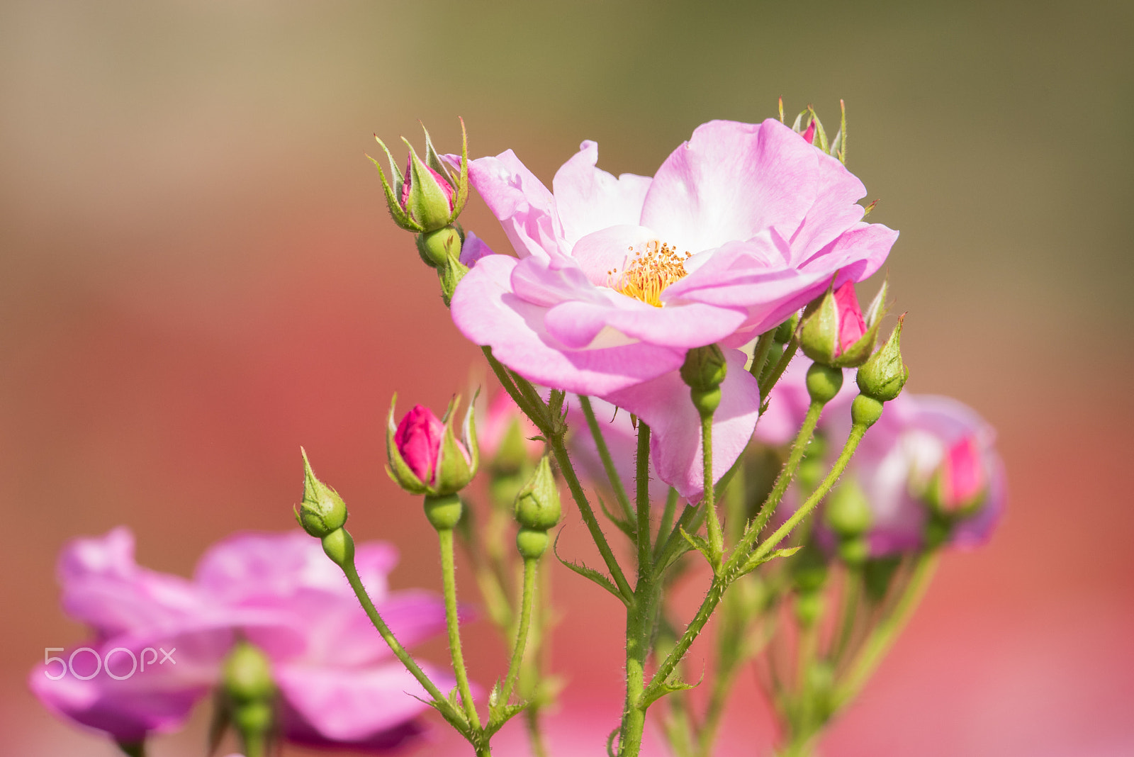 Nikon AF-S Nikkor 500mm F4E FL ED VR sample photo. Roses photography
