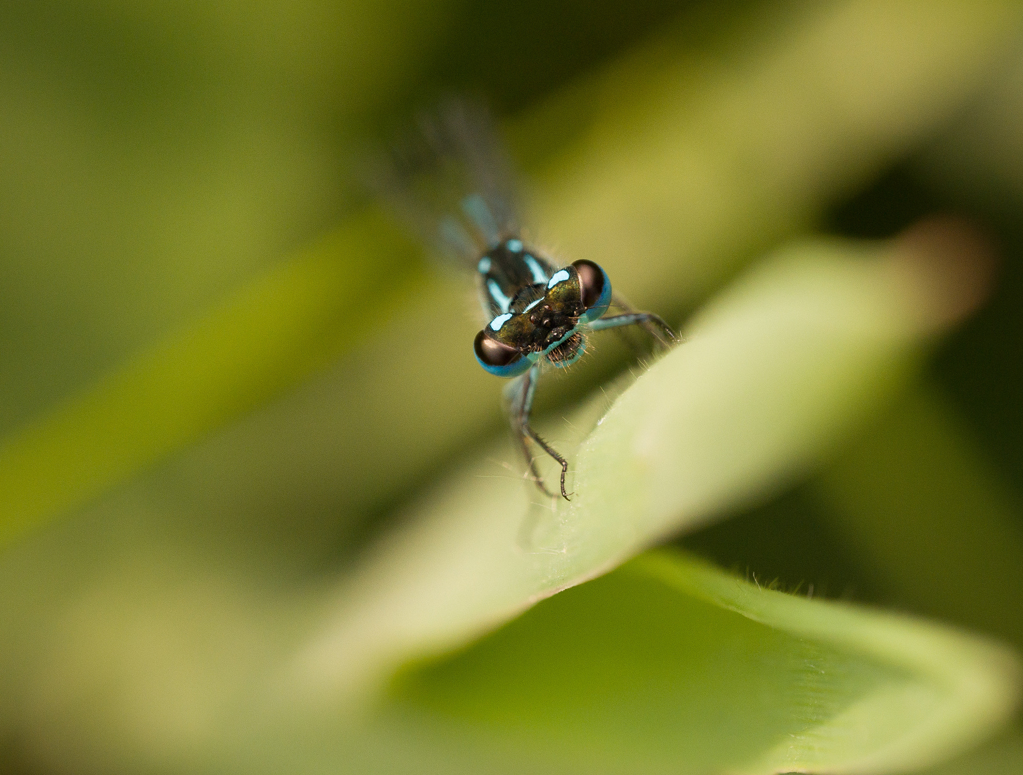 Olympus M.Zuiko Digital ED 60mm F2.8 Macro sample photo. Damselfly staring in lens photography