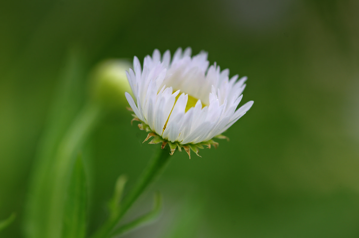 Samsung/Schneider D-XENON 100mm F2.8 Macro sample photo. .. photography