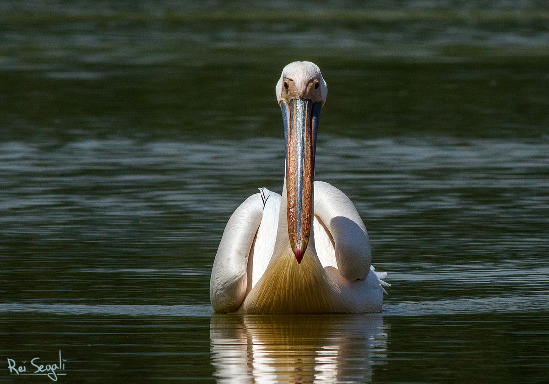 Canon EOS 7D + Canon EF 400mm F5.6L USM sample photo. V photography