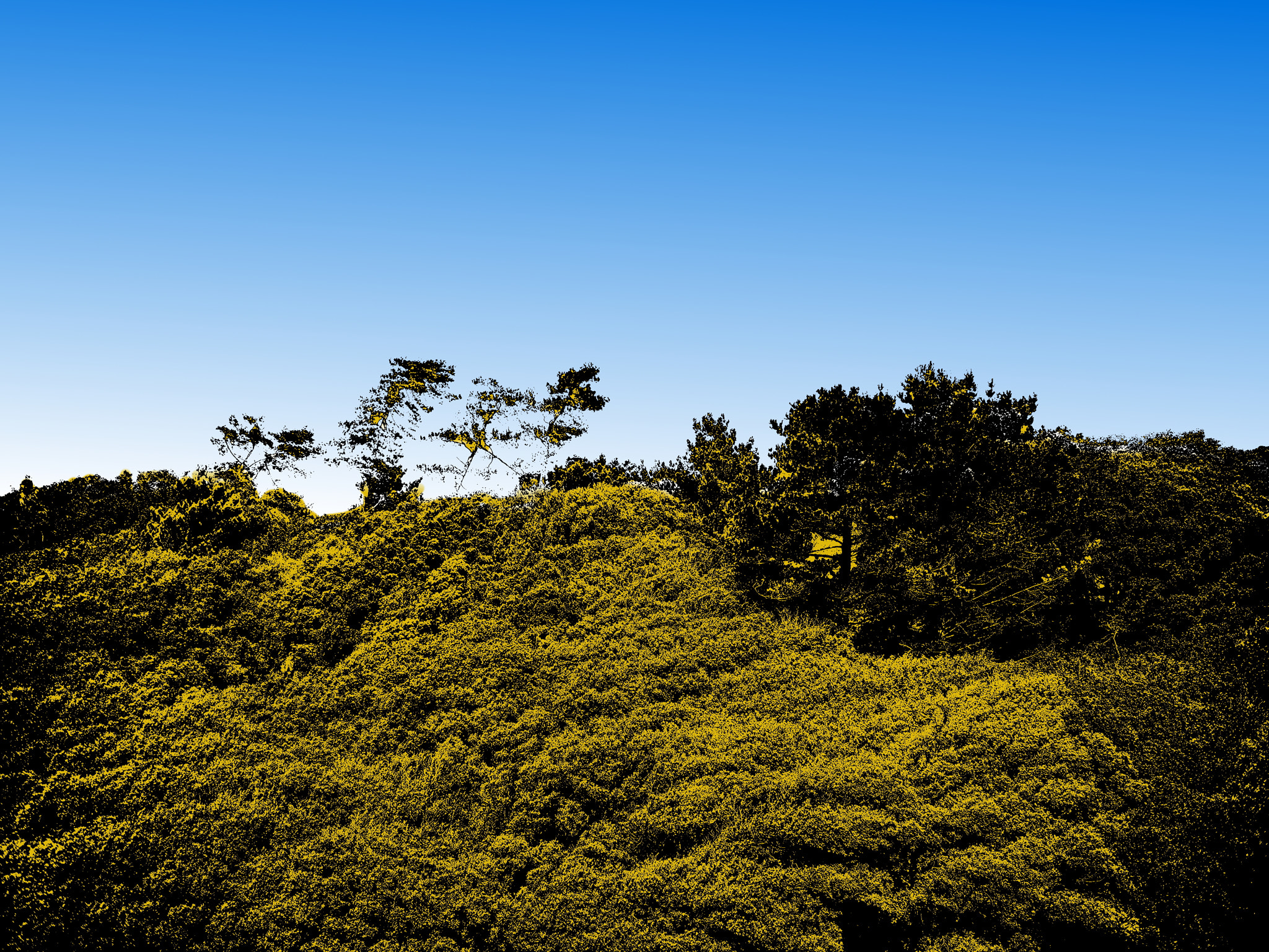 Fujifilm FinePix J210 sample photo. Trees on the sky line photography