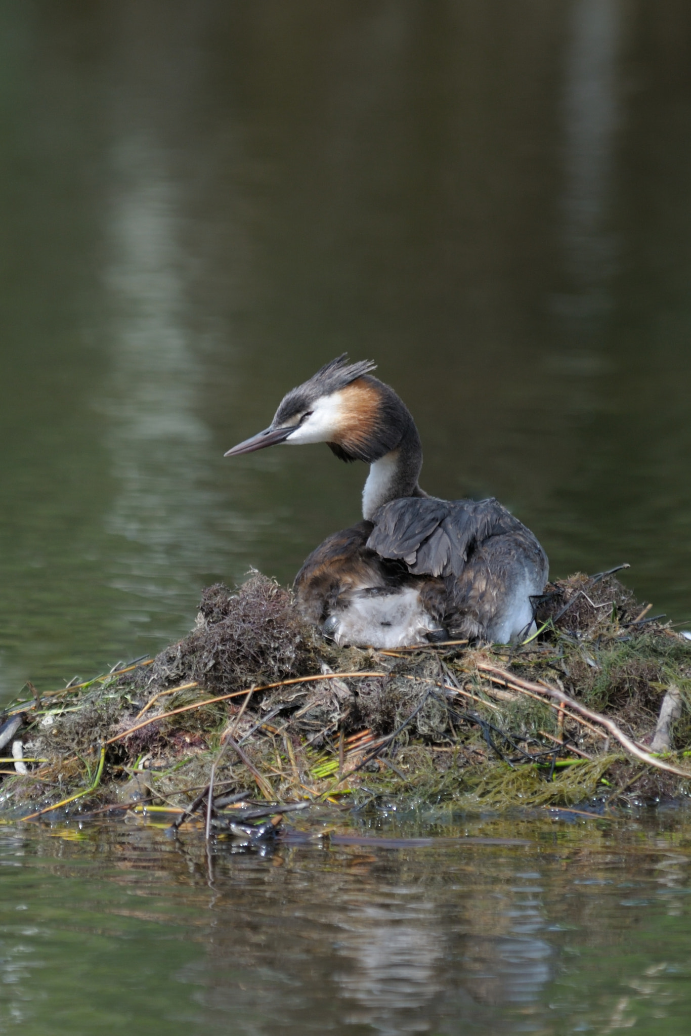 Nikon D300S sample photo. Podiceps cristatus photography
