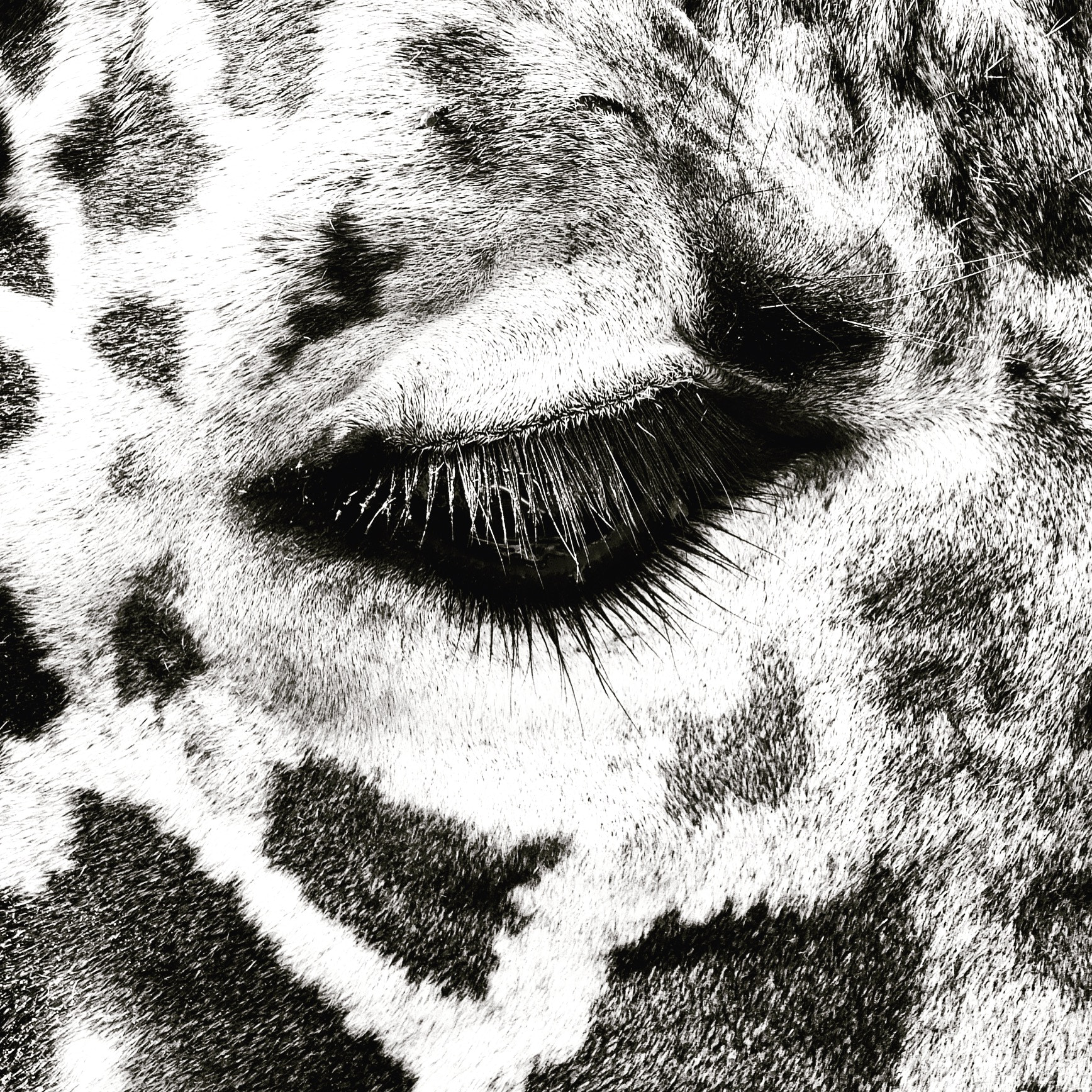 Fujifilm FinePix F750EXR sample photo. Giraffe eye black and white photography