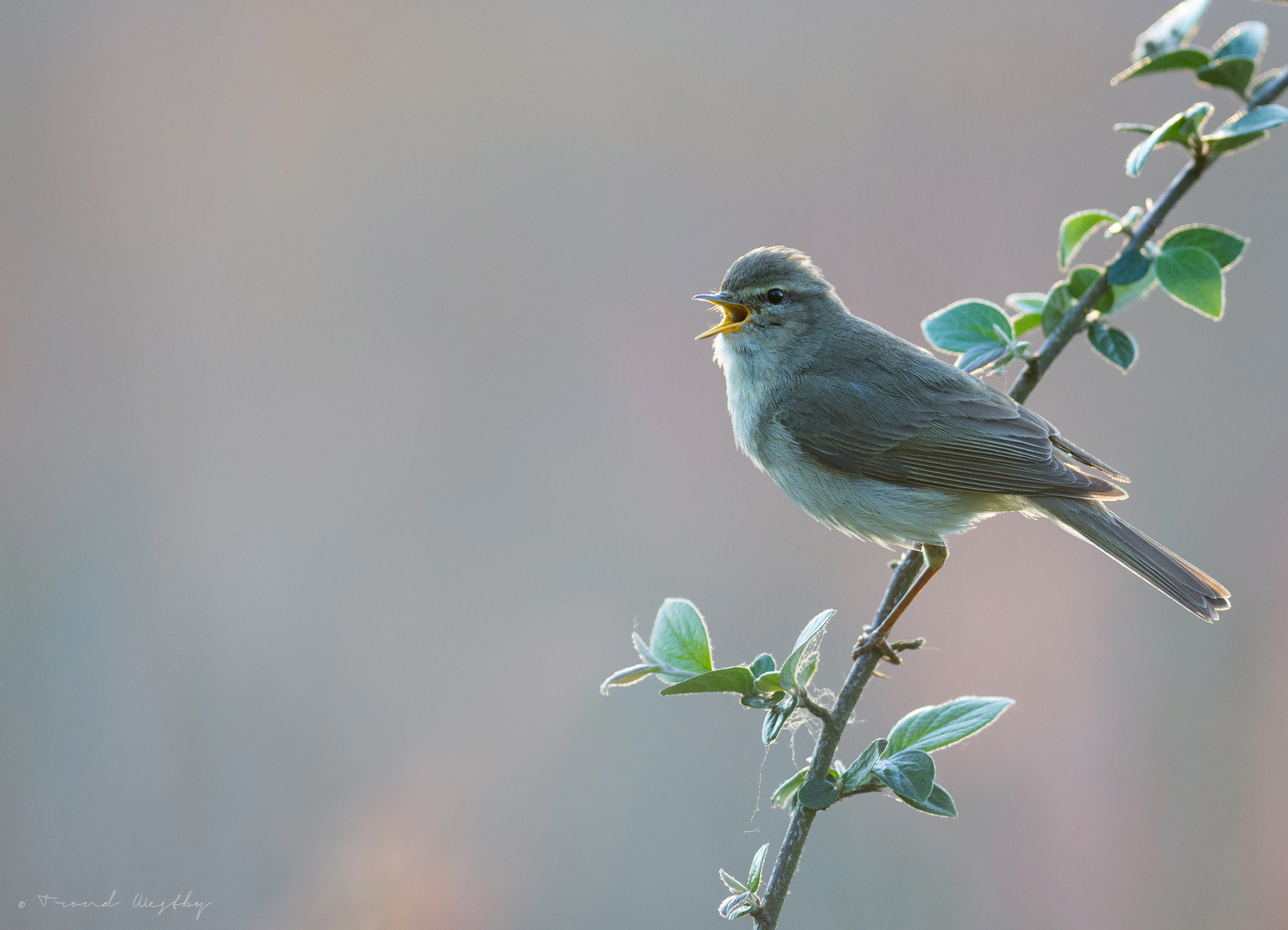 Nikon AF-S Nikkor 300mm F2.8G ED VR II sample photo. Willow warbler photography
