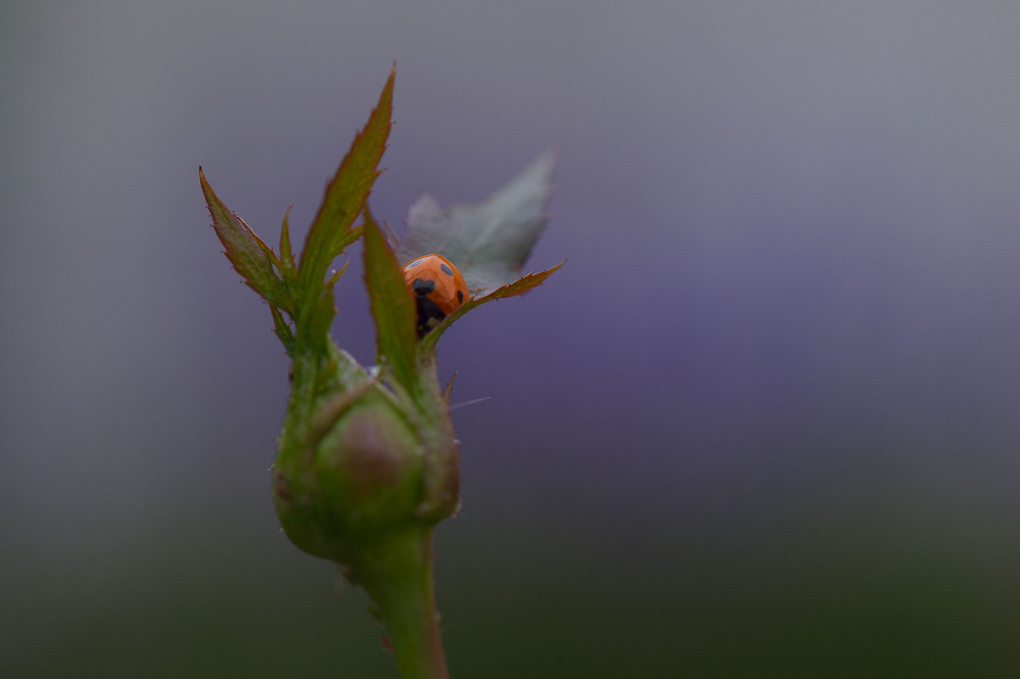Nikon Df sample photo. The tiny hunter of love photography