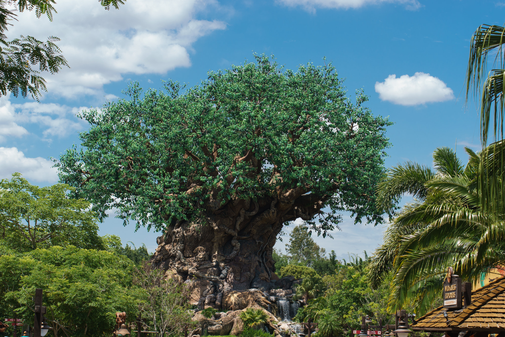 Sony ILCA-77M2 + 50-150mm F2.8 sample photo. Tree of life photography