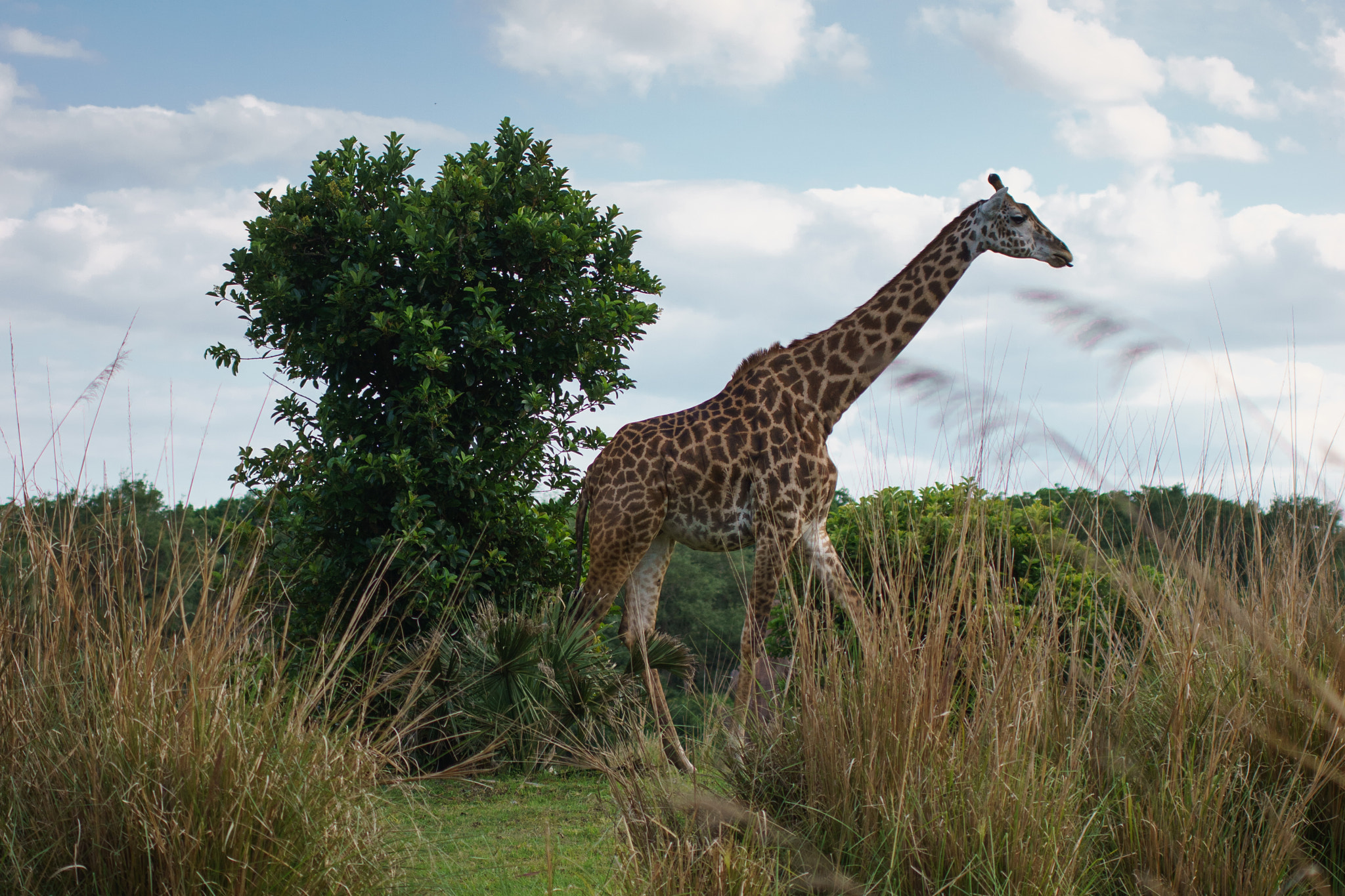 Sony ILCA-77M2 sample photo. Giraffe photography