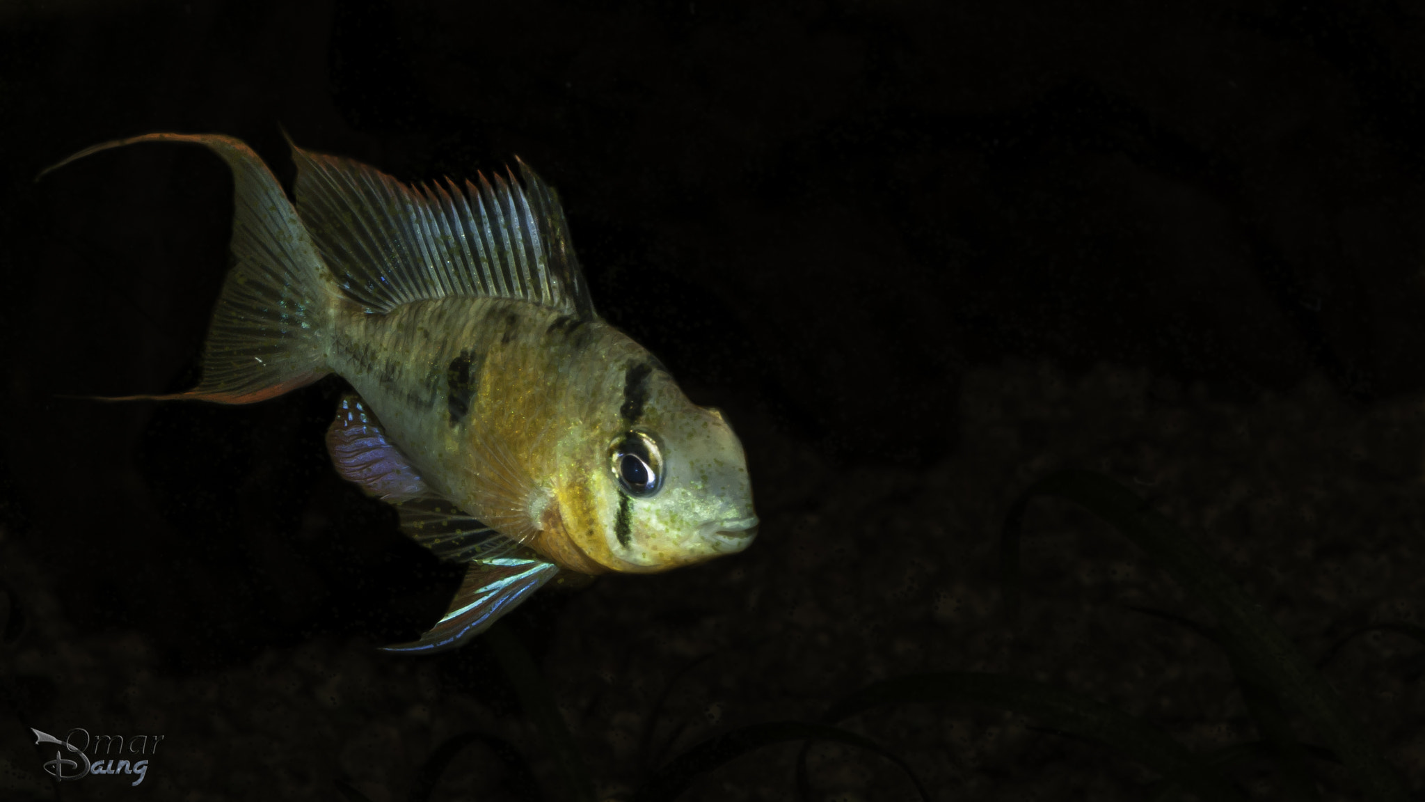 Pentax K10D + Pentax smc DA 50mm F1.8 sample photo. Microgeophagus altispinosa (bolivian ram) -2 photography