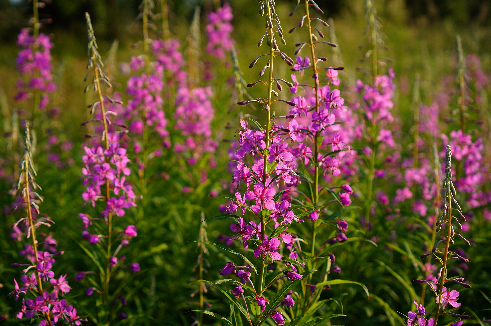 Sony Alpha NEX-5N + Sony E 35mm F1.8 OSS sample photo. Willow-herb. photography