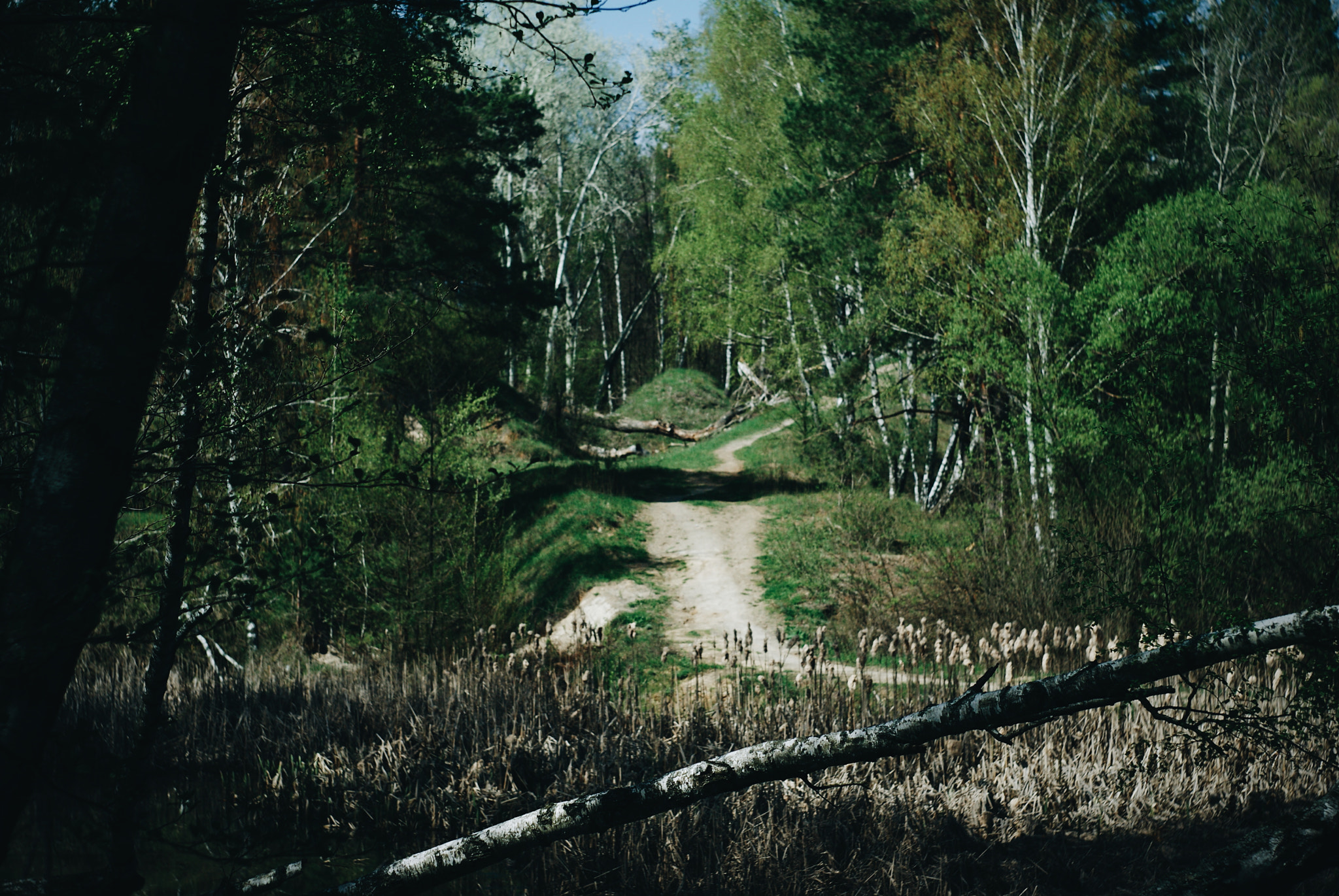 Sony Alpha DSLR-A300 + Minolta AF 50mm F1.7 sample photo. Сказочная лесная тропа photography
