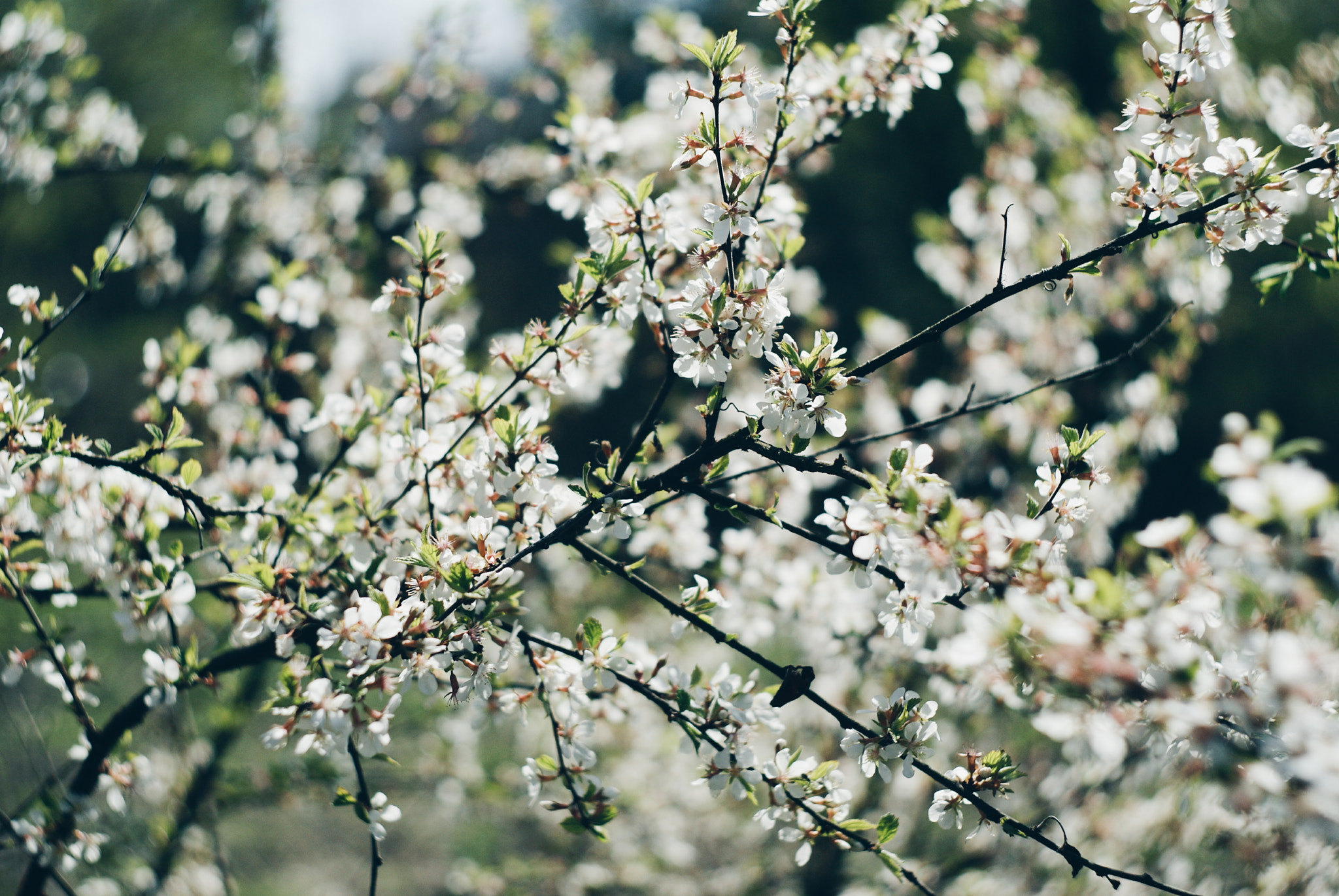 Sony Alpha DSLR-A300 + Minolta AF 50mm F1.7 sample photo. Нежные цветы photography