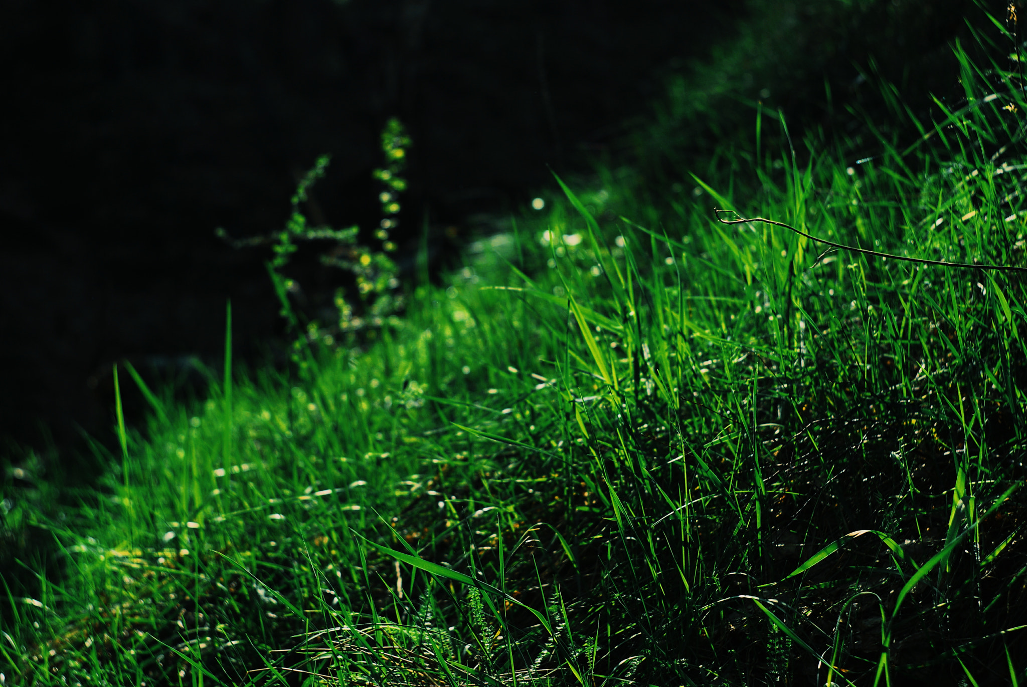 Sony Alpha DSLR-A300 + Minolta AF 50mm F1.7 sample photo. Grass in the sunlight photography