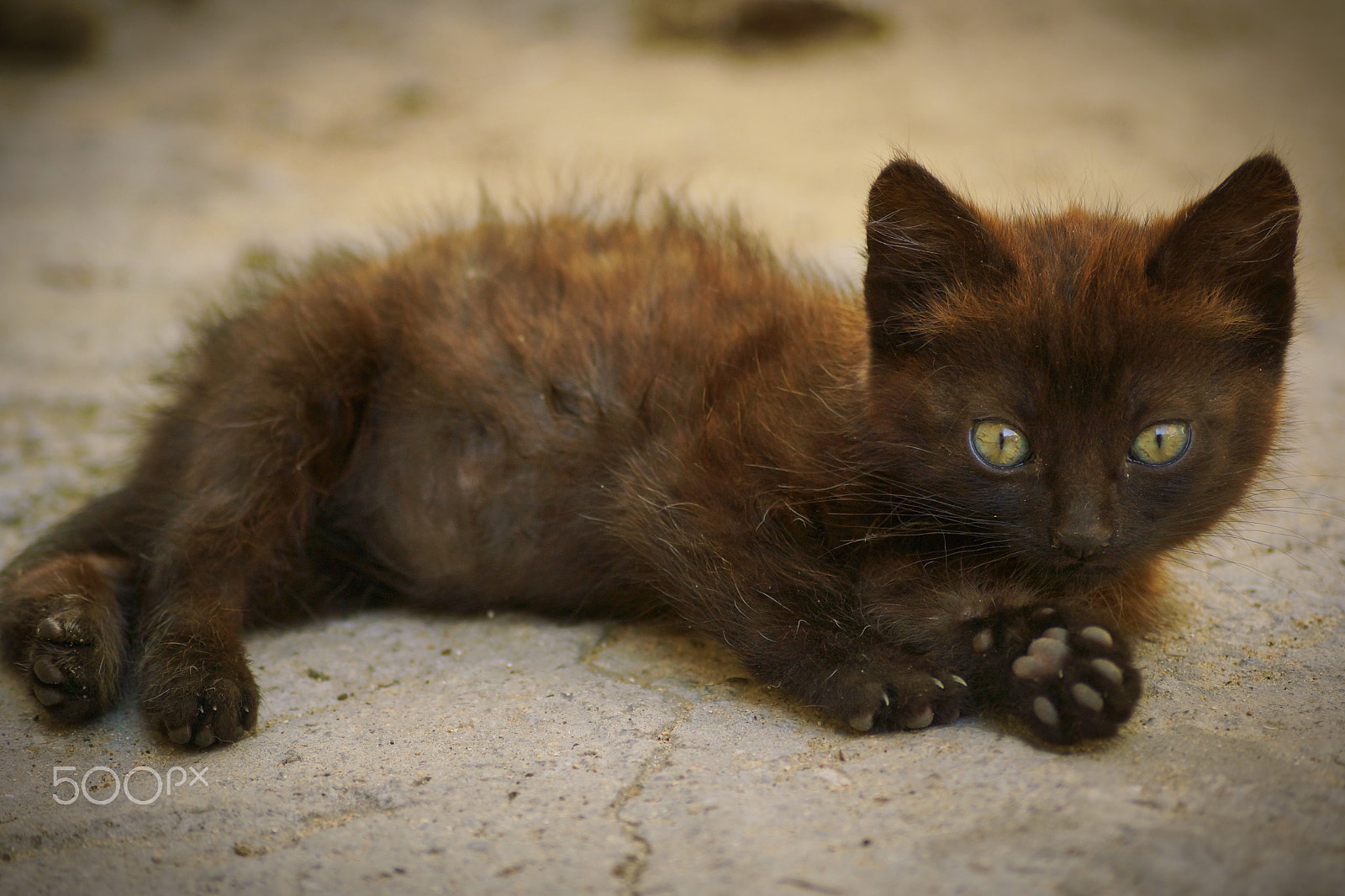 Sony DT 55-200mm F4-5.6 SAM sample photo. Homeless kitten photography