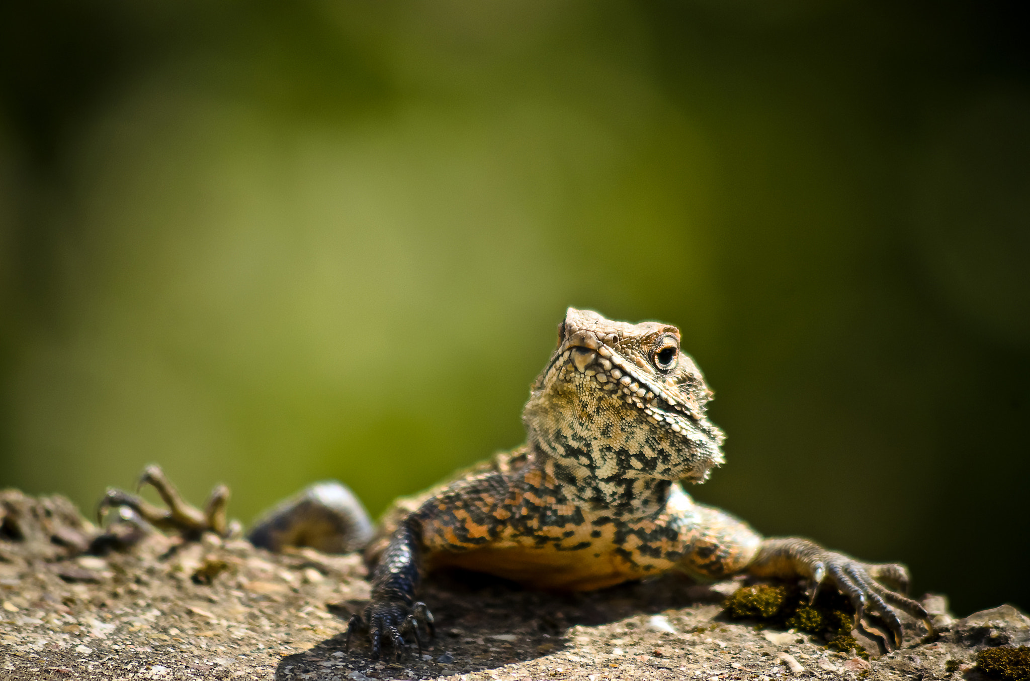 Nikon D7000 + AF Nikkor 70-210mm f/4-5.6 sample photo. Godzilla relative photography