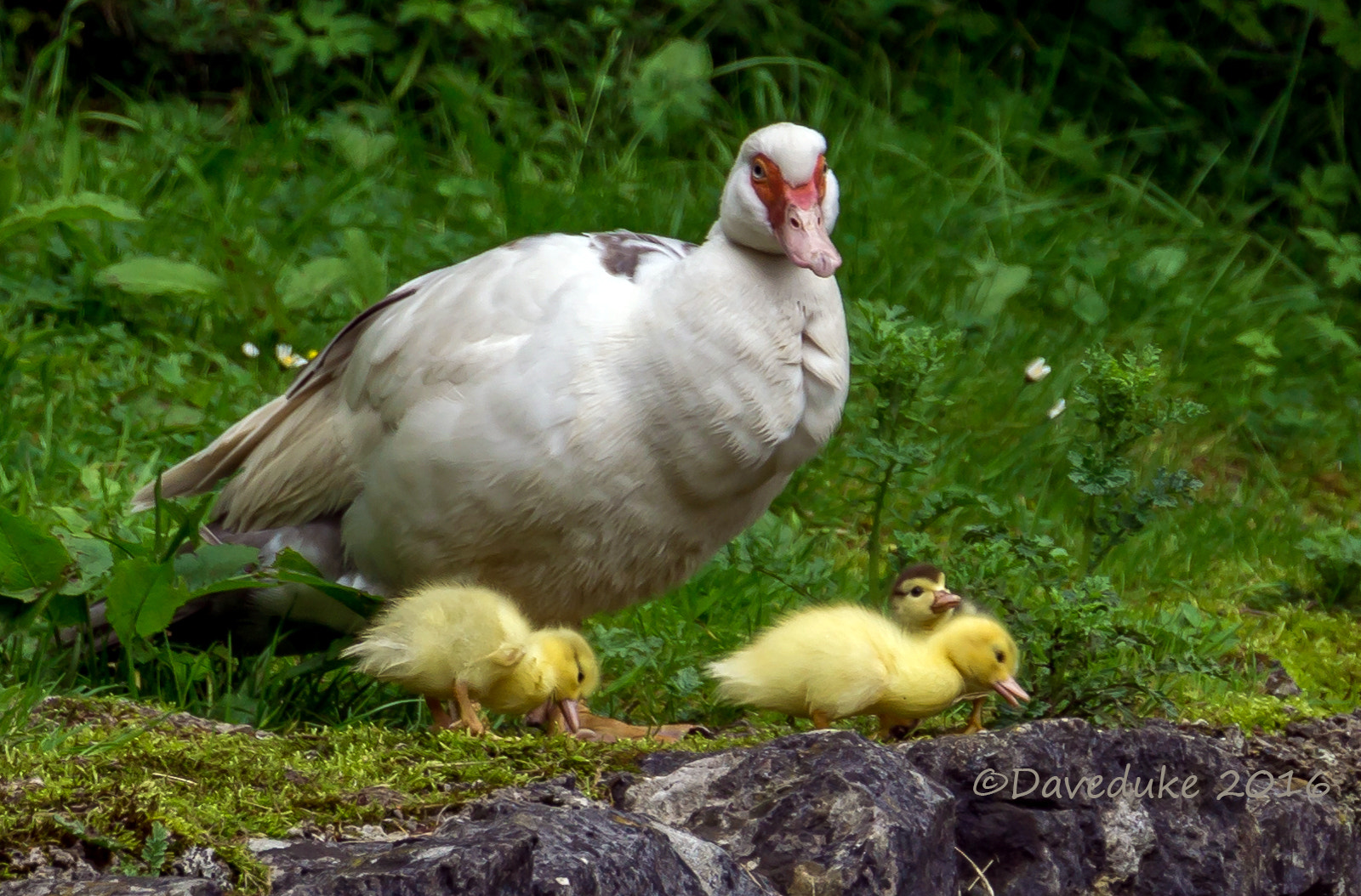 Sony FE 70-300mm F4.5-5.6 G OSS sample photo. Ducklings photography