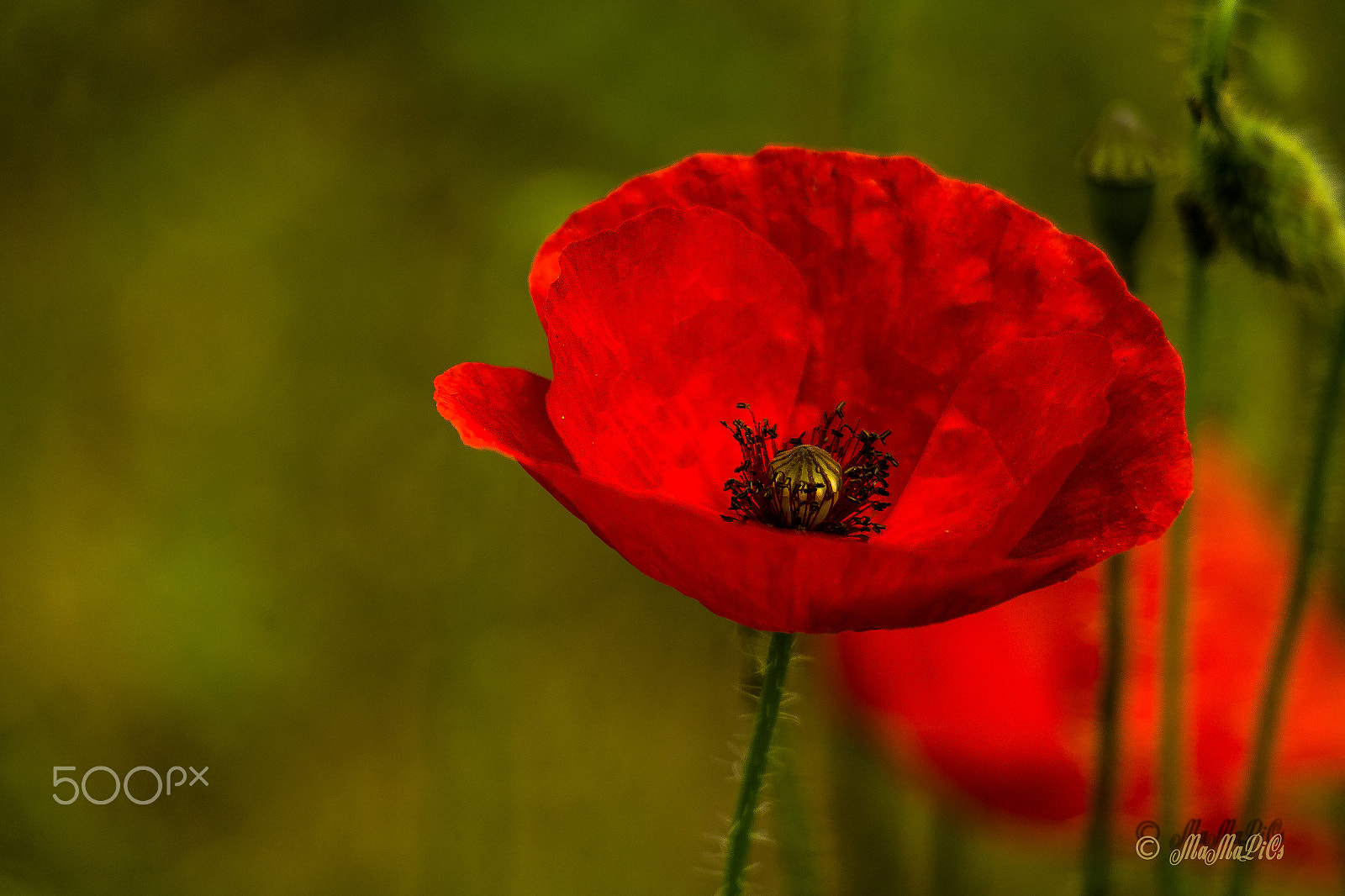 Samsung NX300 + Samsung NX 50-200mm F4-5.6 ED OIS sample photo. Mohn photography