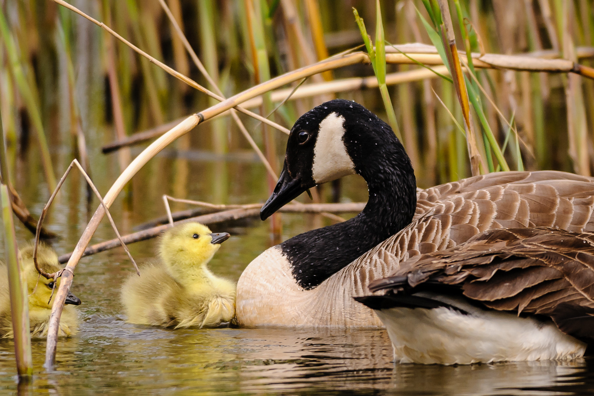 Nikon D700 + Nikon AF-S Nikkor 300mm F4D ED-IF sample photo. Goose and goslings photography