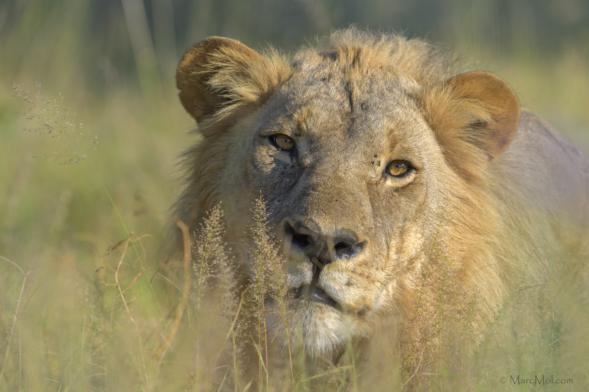 Nikon AF-S Nikkor 400mm F2.8E FL ED VR sample photo. Moremi lion. photography