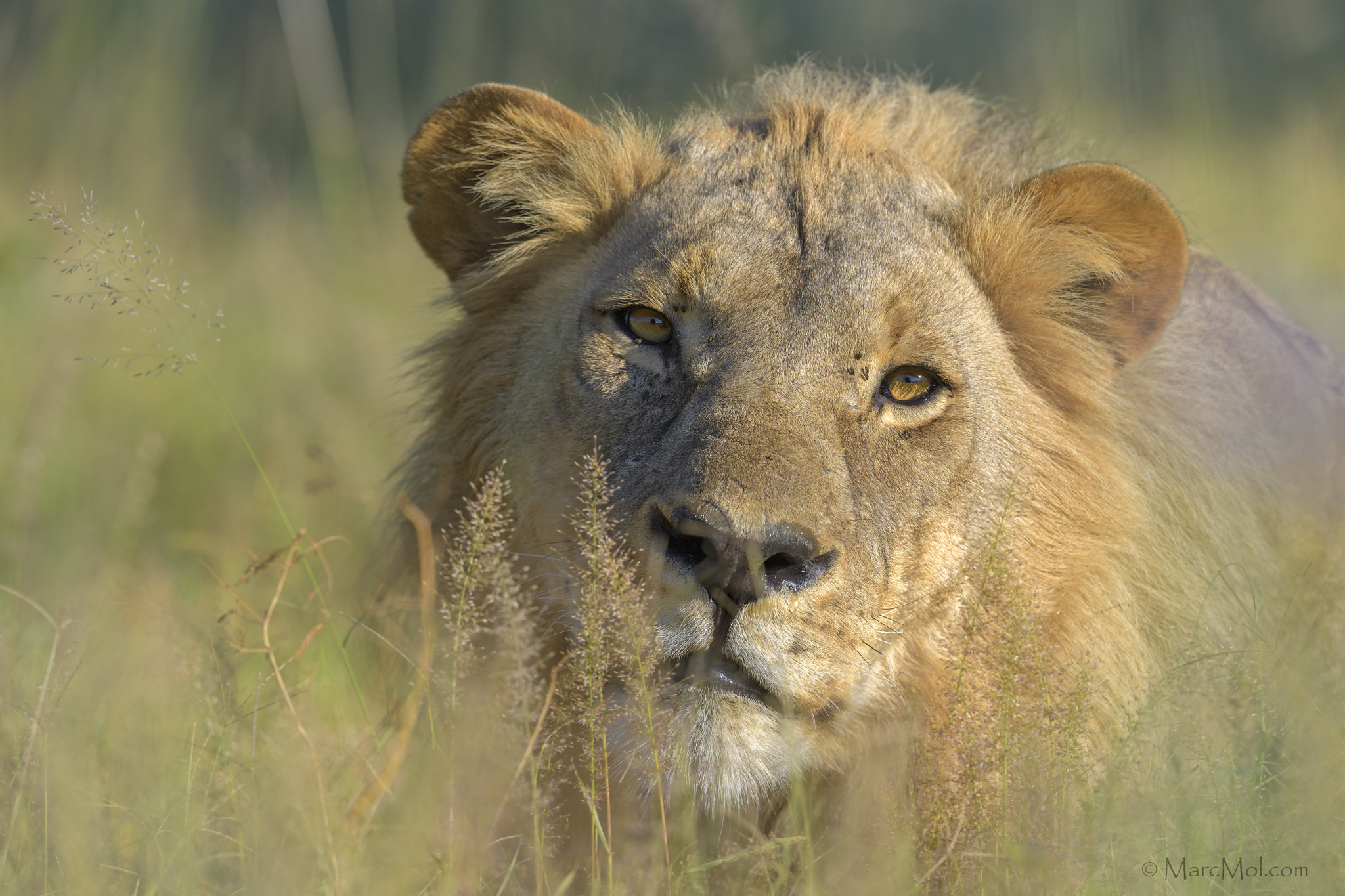 Nikon D5 + Nikon AF-S Nikkor 400mm F2.8E FL ED VR sample photo. Moremi lion. photography