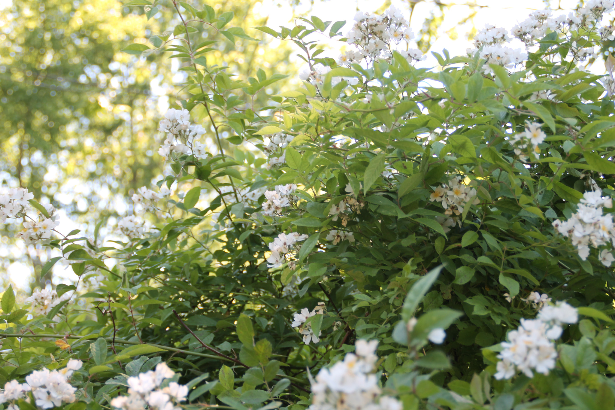 Canon EOS 1100D (EOS Rebel T3 / EOS Kiss X50) sample photo. Gaskin garden no. 1 photography