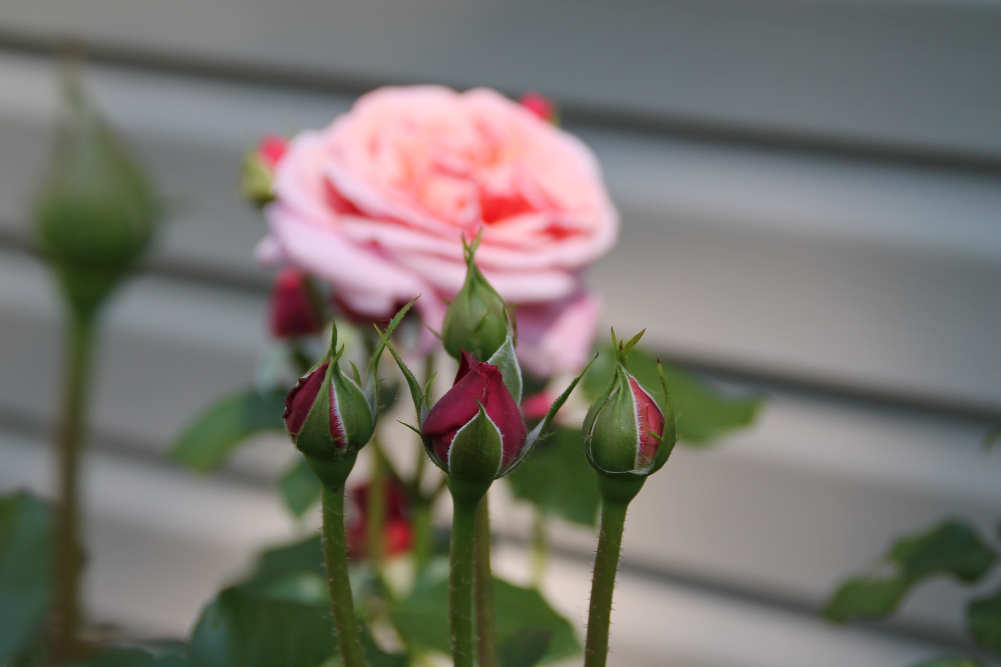 Canon EOS 1100D (EOS Rebel T3 / EOS Kiss X50) sample photo. Gaskin garden no. 3 photography