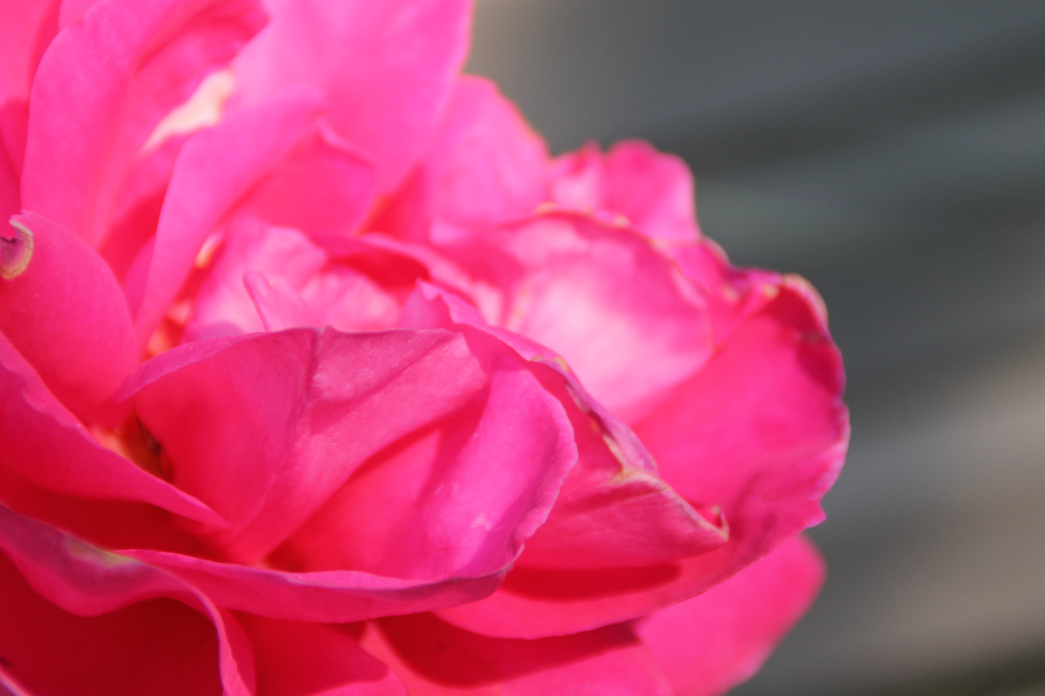 Canon EOS 1100D (EOS Rebel T3 / EOS Kiss X50) sample photo. Gaskin garden no. 6 photography