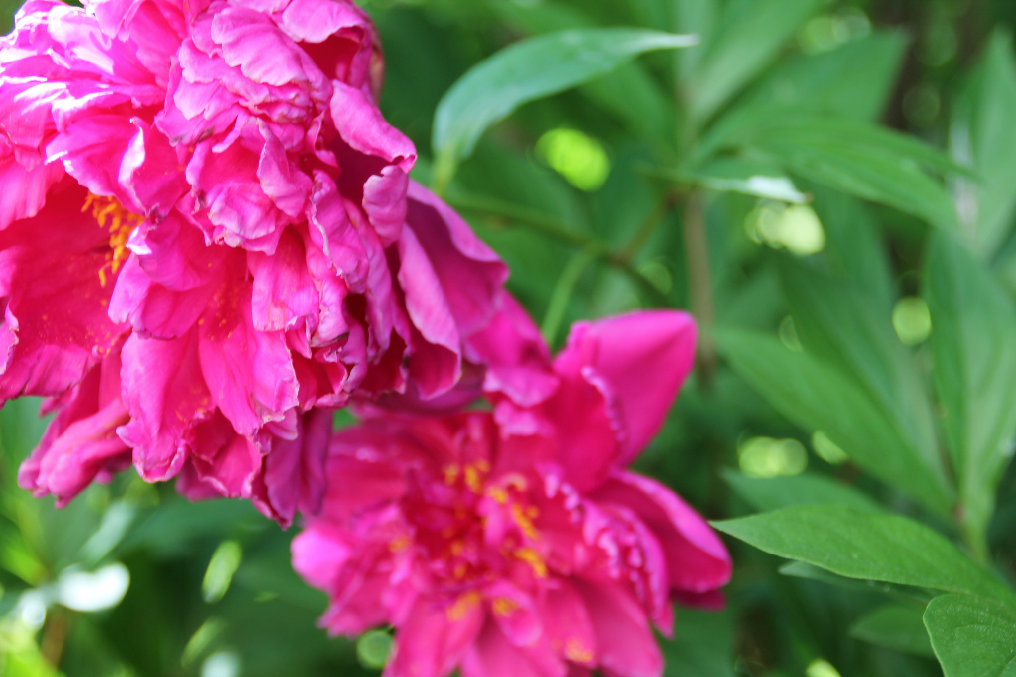 Canon EOS 1100D (EOS Rebel T3 / EOS Kiss X50) sample photo. Gaskin garden no. 10 photography