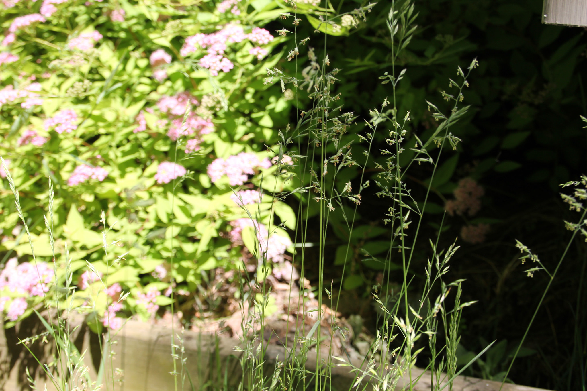 Canon EOS 1100D (EOS Rebel T3 / EOS Kiss X50) sample photo. Gaskin garden no. 12 photography