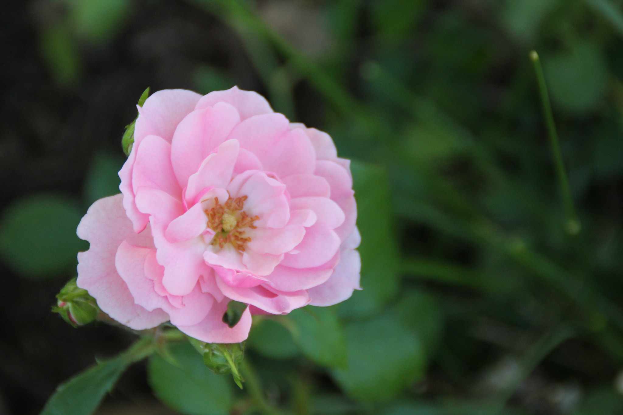 Canon EOS 1100D (EOS Rebel T3 / EOS Kiss X50) sample photo. Gaskin garden no. 17 photography