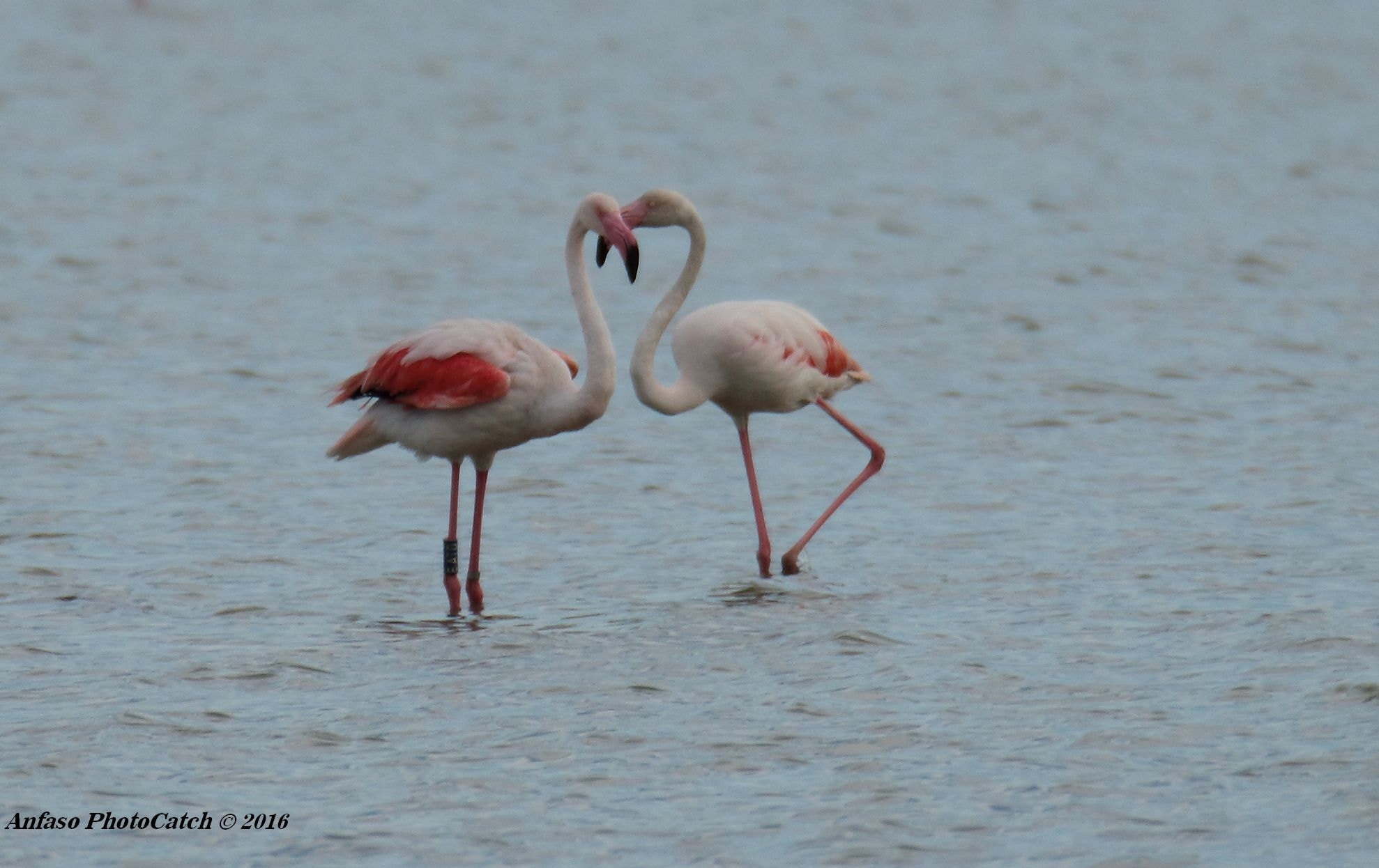 Sigma 150-600mm F5-6.3 DG OS HSM | S sample photo. Love is in the saltwater .. photography
