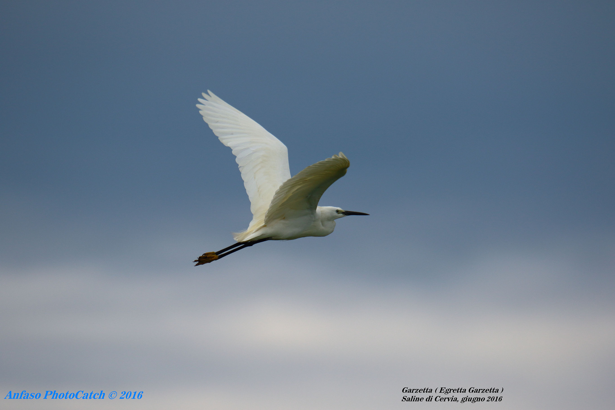 Sigma 150-600mm F5-6.3 DG OS HSM | S sample photo. Garzetta - egretta garzetta photography
