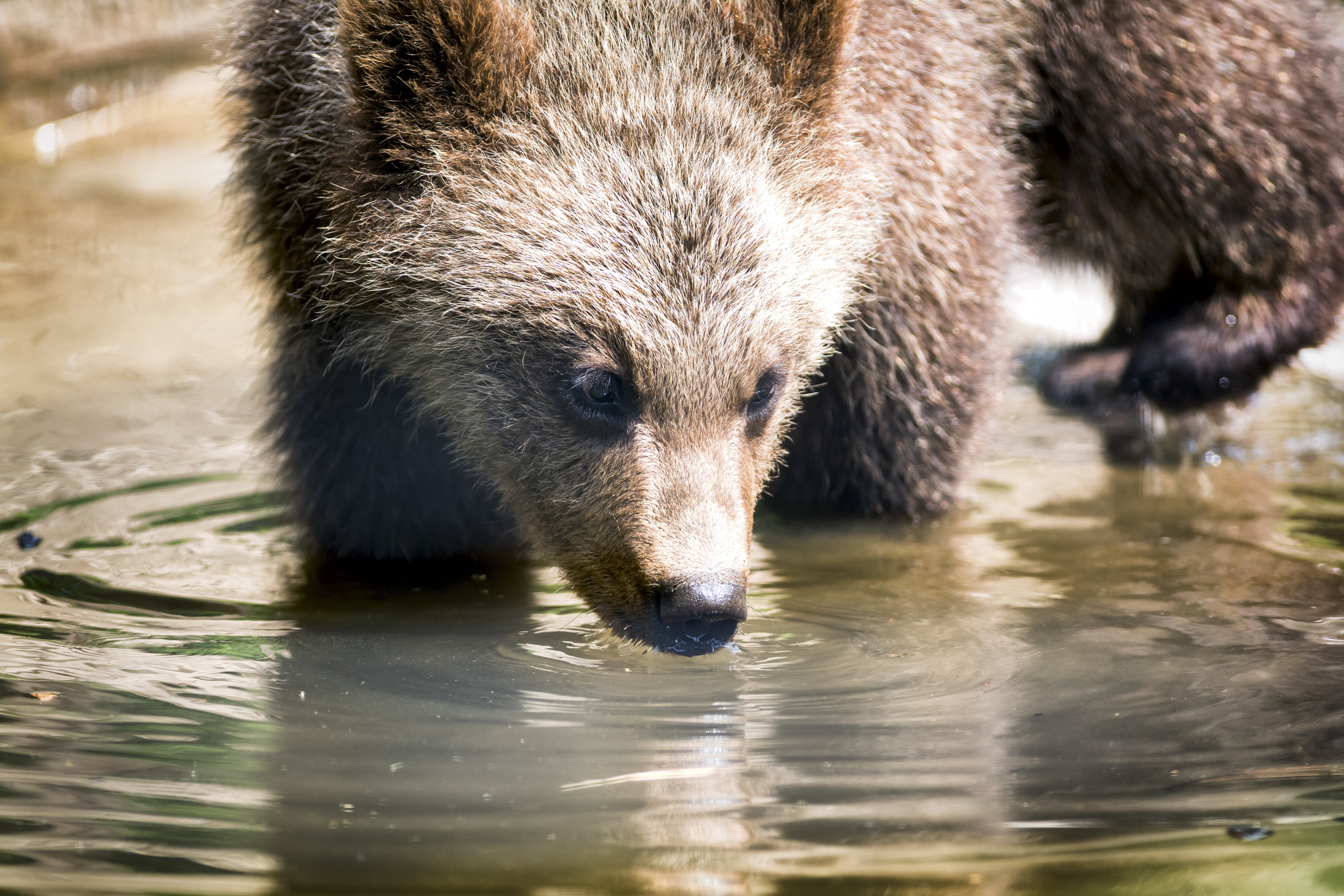 Sony a7R II + Canon EF 400mm F5.6L USM sample photo. Sip photography