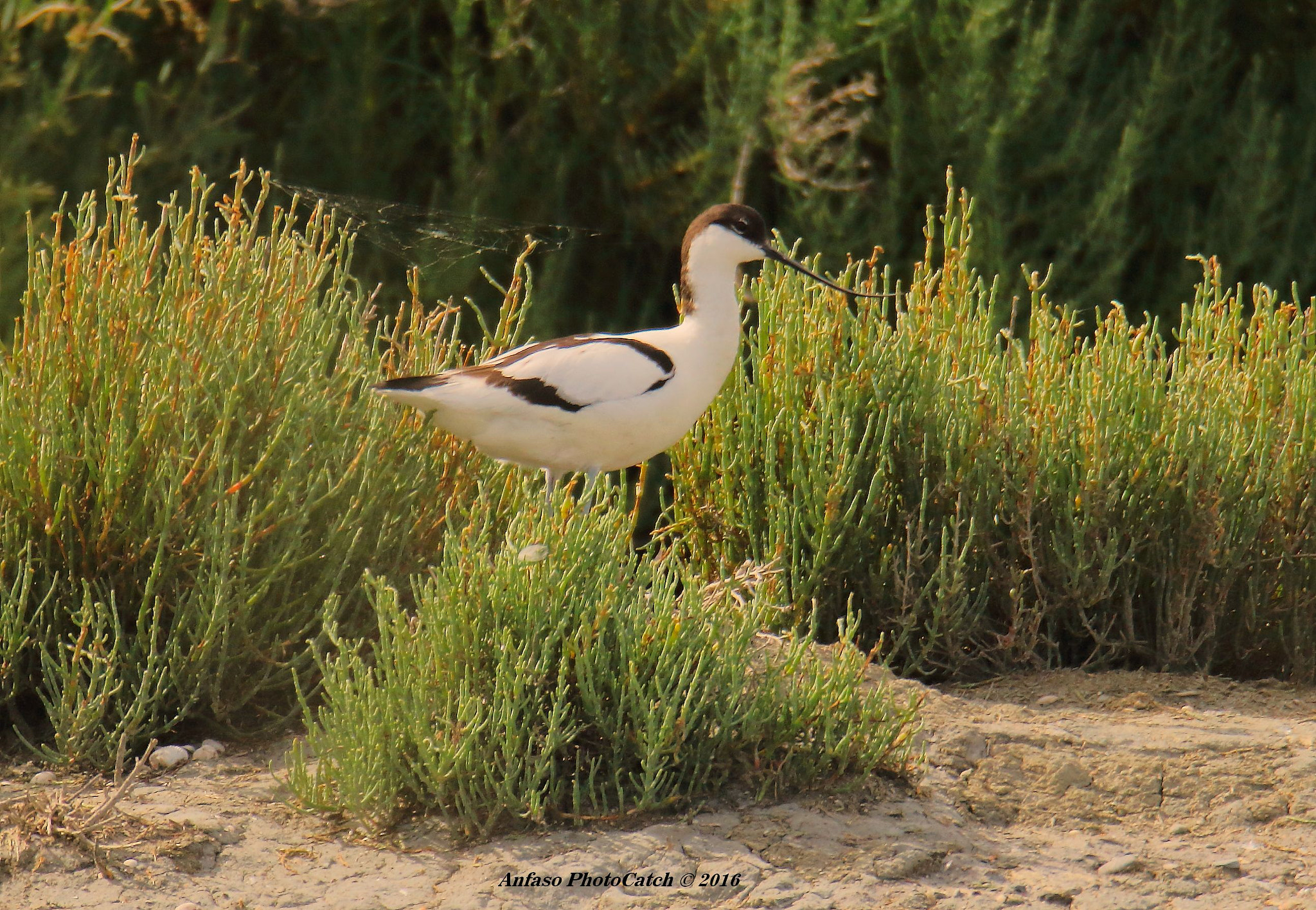 Sigma 150-600mm F5-6.3 DG OS HSM | S sample photo. Avocetta - recurvirostra avosetta photography
