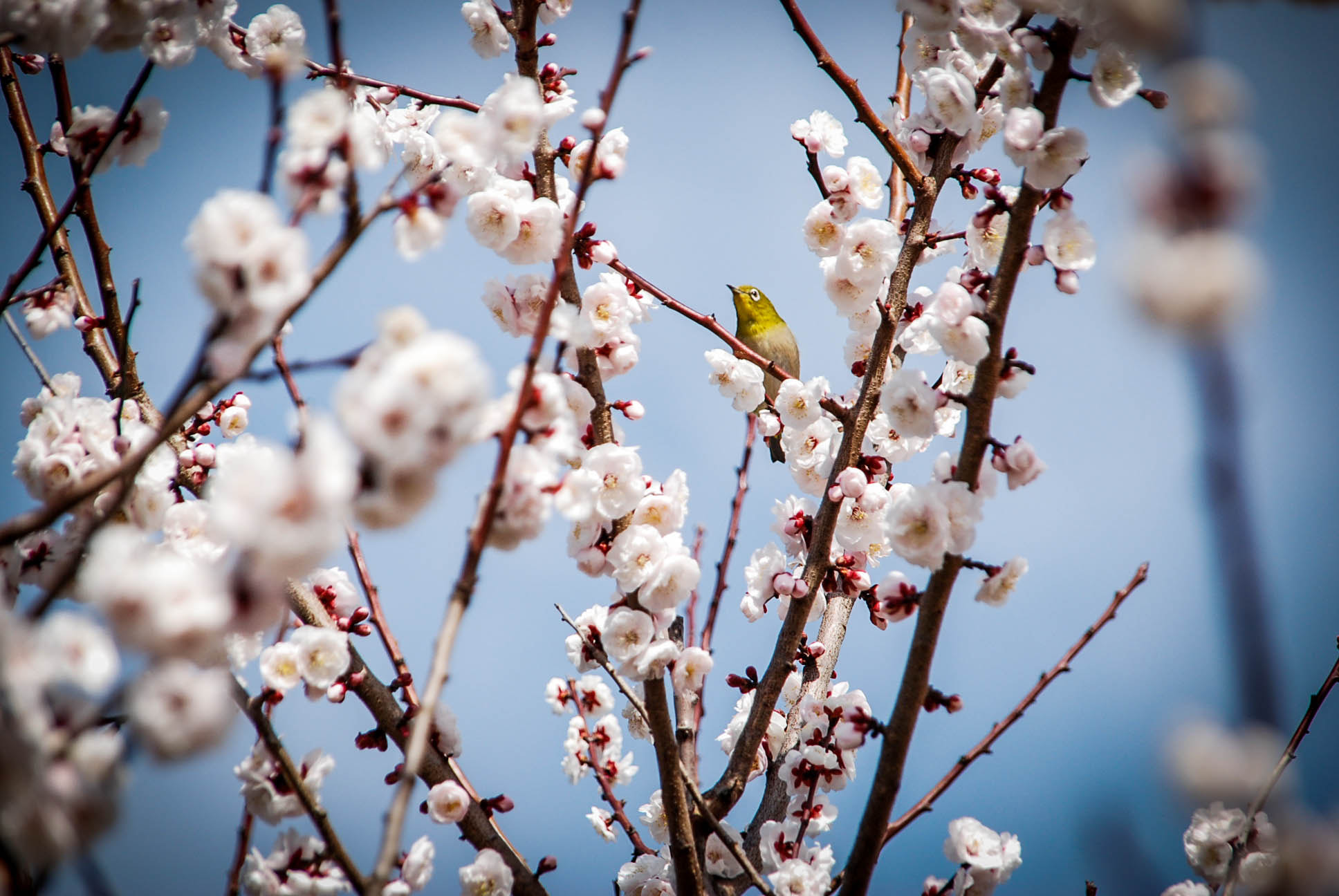 Nikon D80 + Sigma 18-200mm F3.5-6.3 DC sample photo. Hanamibird photography