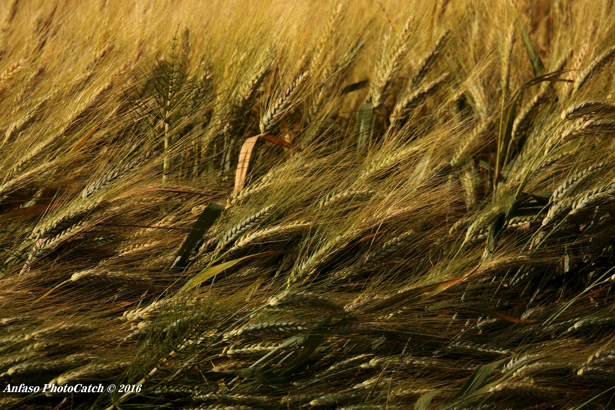 Sigma 150-600mm F5-6.3 DG OS HSM | S sample photo. Spighe .... photography