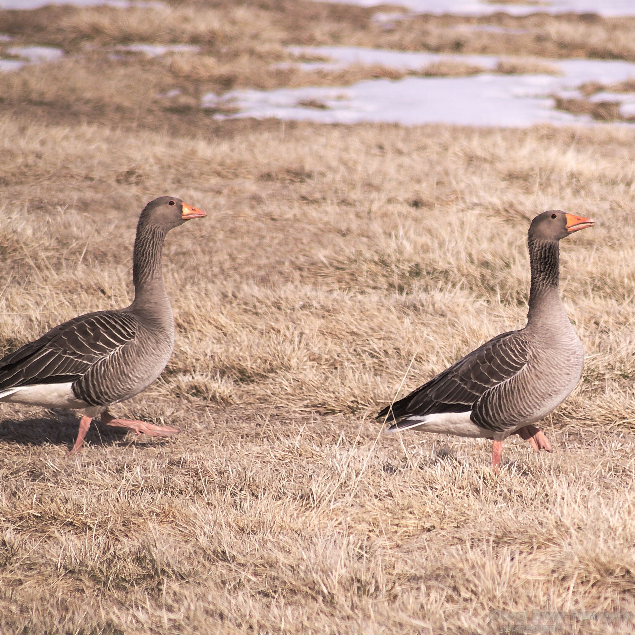 Sigma 70-300mm F4-5.6 APO DG Macro sample photo. Grágæs photography