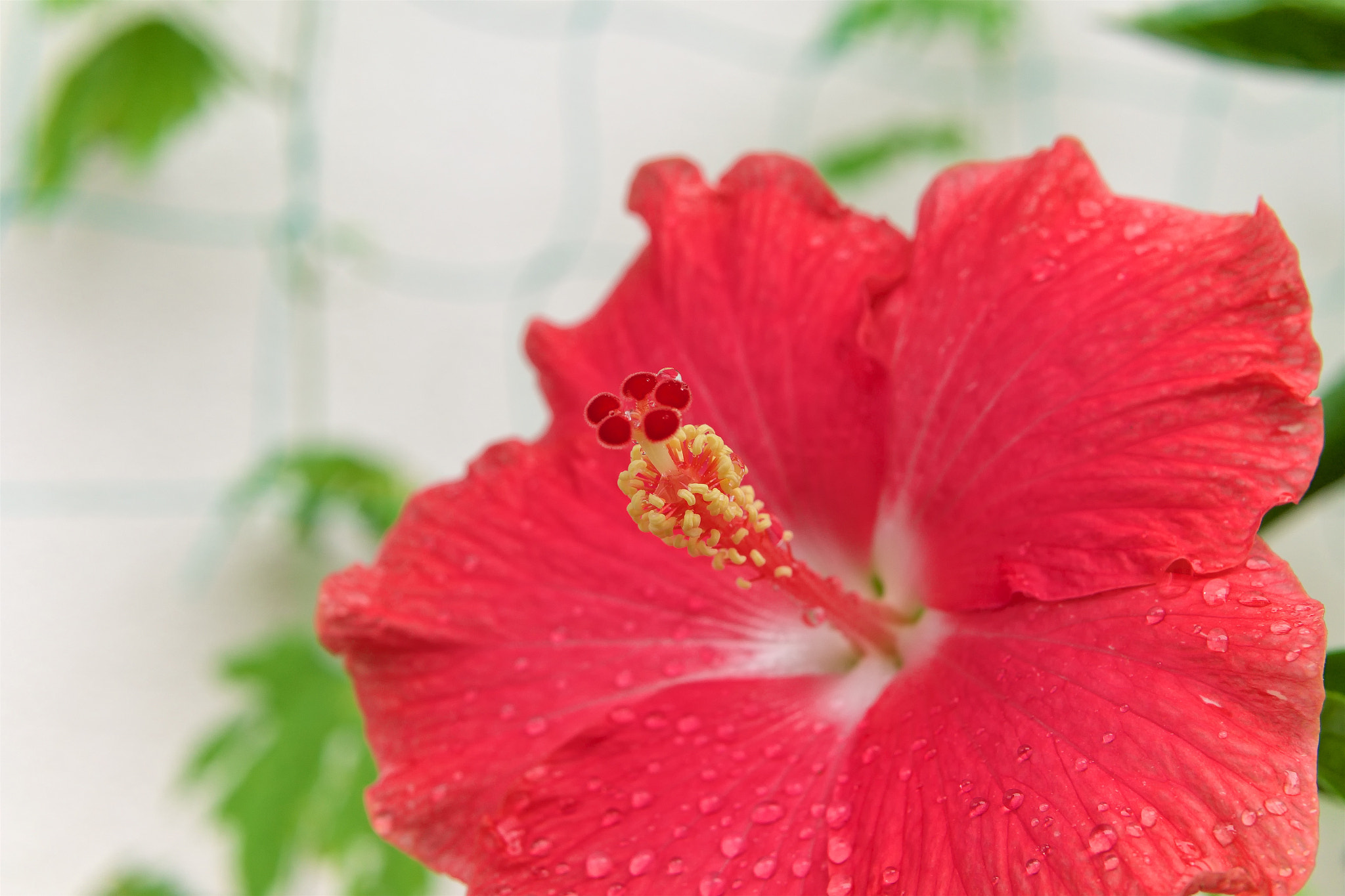 Panasonic Lumix DMC-GH3 + LUMIX G 25/F1.7 sample photo. Okinawa hibiscus photography
