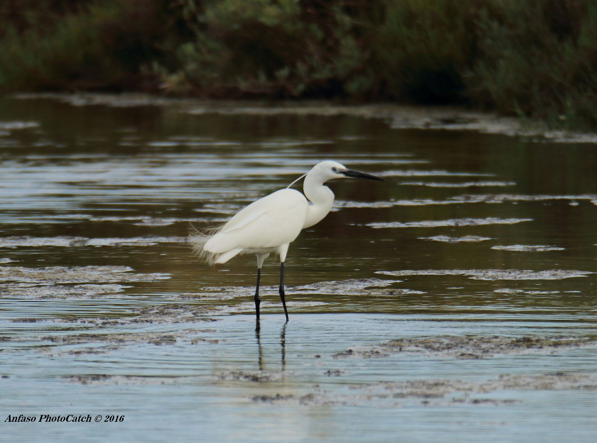 Sigma 150-600mm F5-6.3 DG OS HSM | S sample photo. Garzetta - egretta garzetta photography