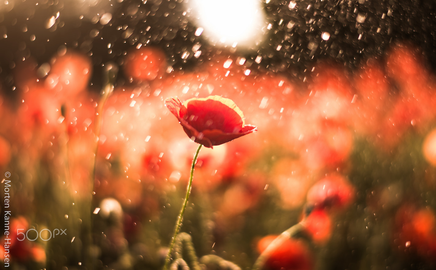 Nikon Df + Nikon AF-S Nikkor 58mm F1.4G sample photo. Rainy poppy photography
