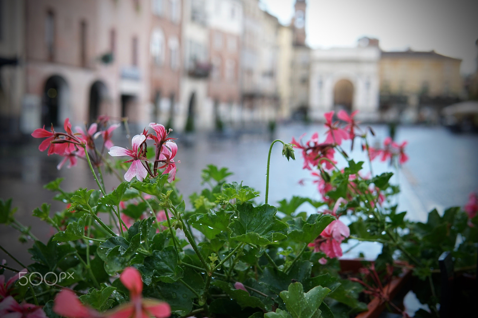 Sony a6300 + Sigma 30mm F1.4 DC DN | C sample photo. After the rainfall photography