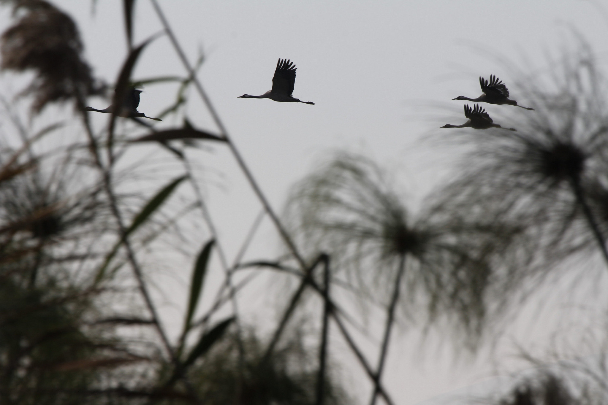 Canon EF 70-200mm F4L IS USM sample photo. Cranes over the achula north galilee lake photography