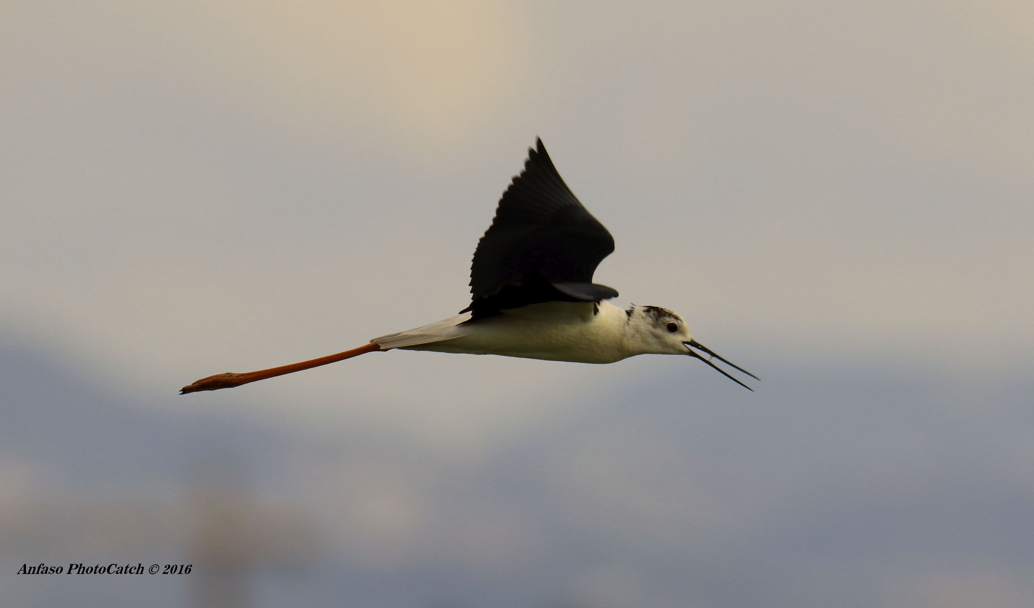 Sigma 150-600mm F5-6.3 DG OS HSM | S sample photo. Cavaliere d'italia - himantopus himantopus photography