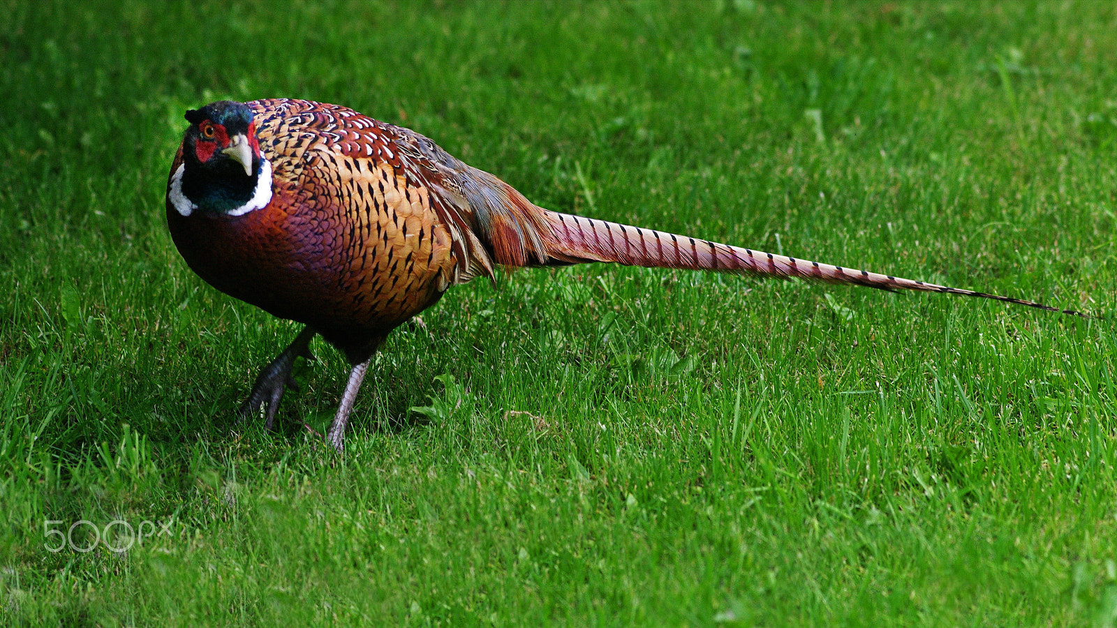 Pentax K-7 sample photo. Pheasantinmy backyard photography