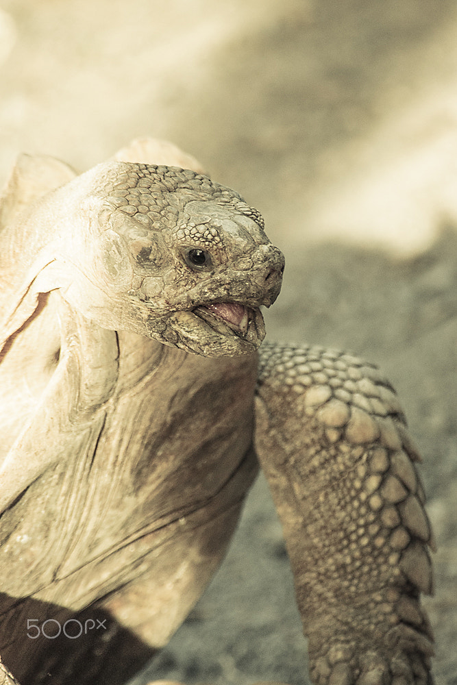 Canon EF 100-300mm f/5.6 sample photo. Turtle photography
