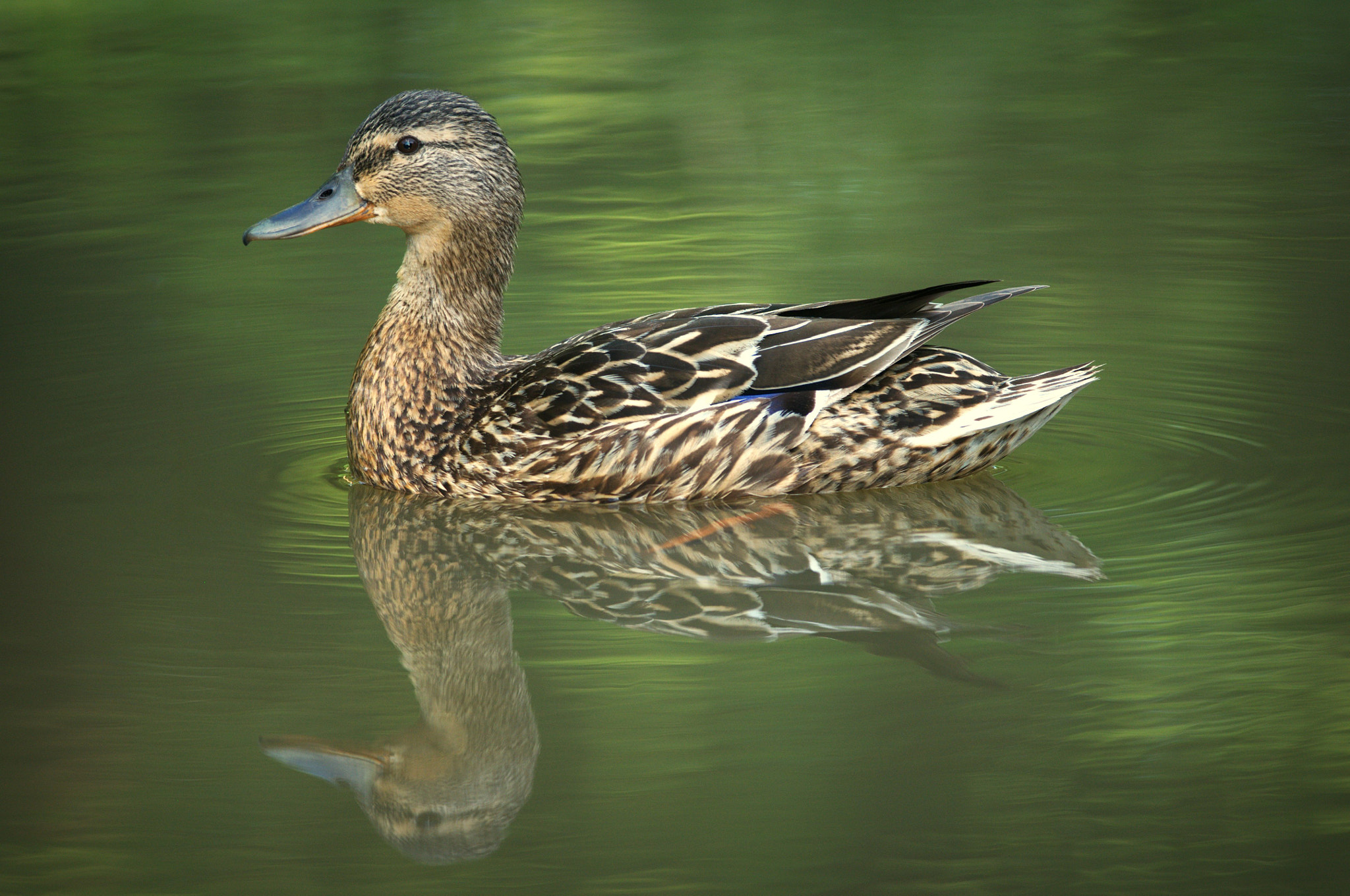 Nikon D300 + Nikon AF-S Nikkor 300mm F4D ED-IF sample photo. Mallard photography